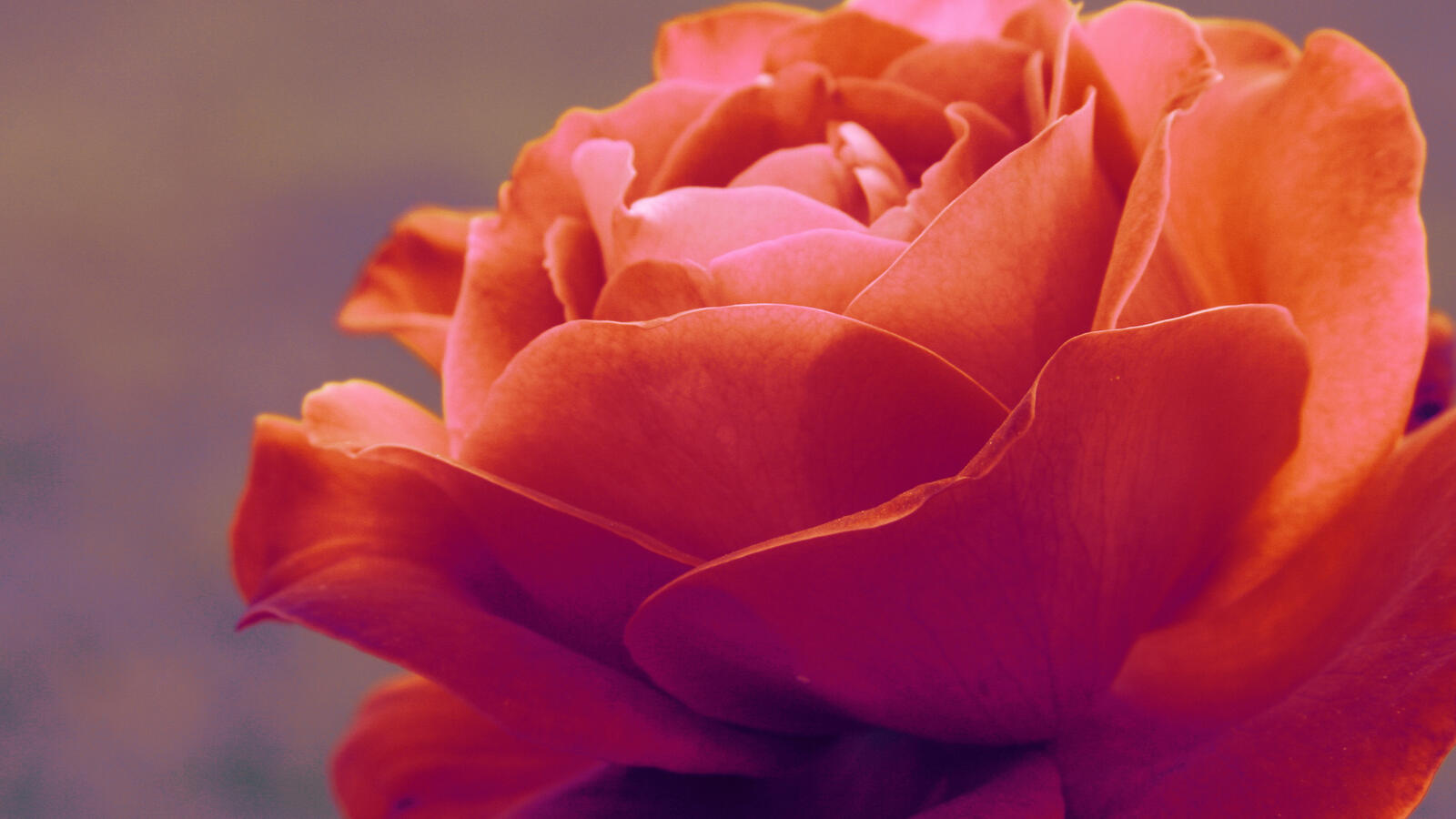 Бесплатное фото Красный бутон розы крупным планом