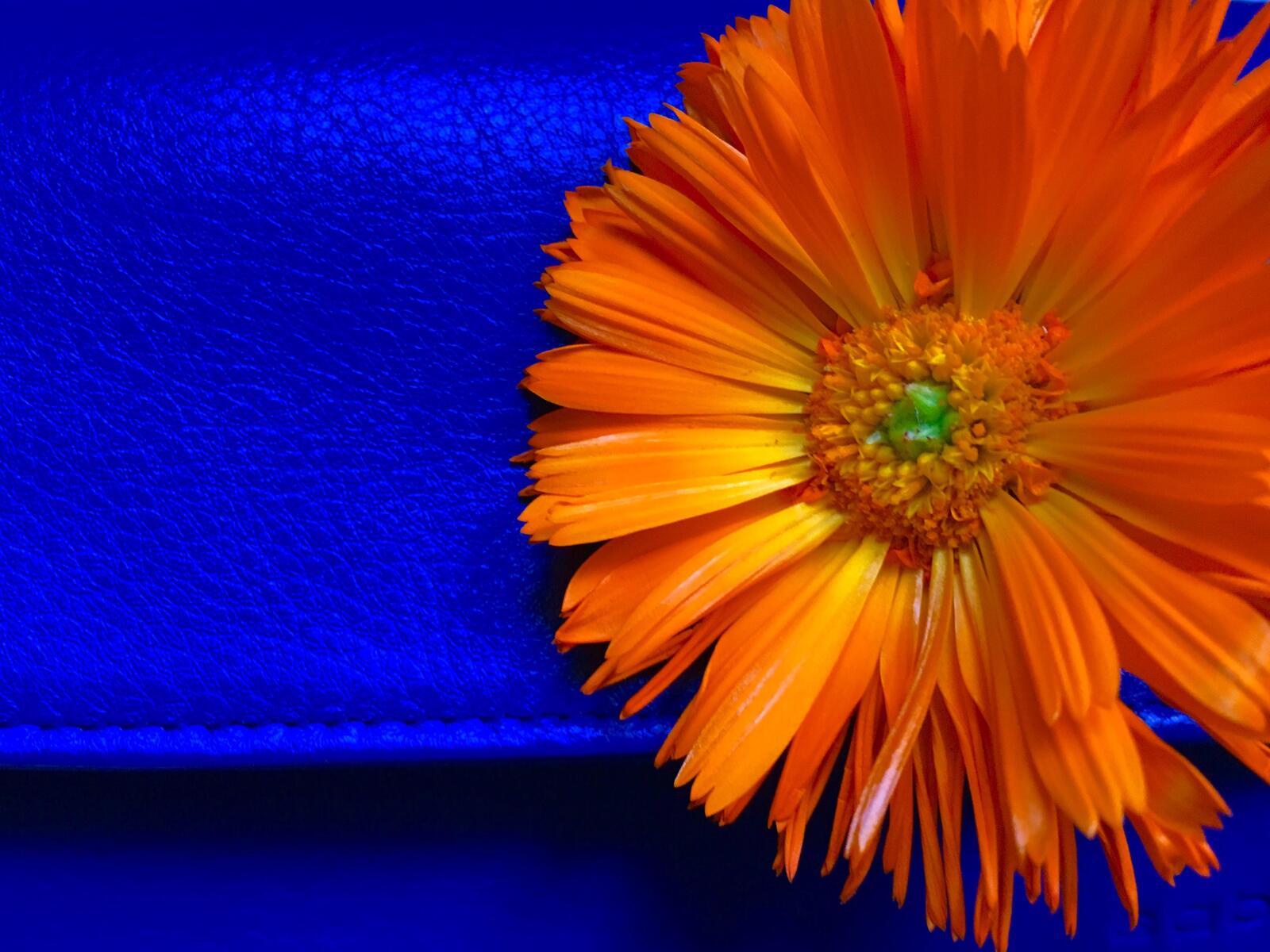 Wallpapers texture flower colorful background on the desktop