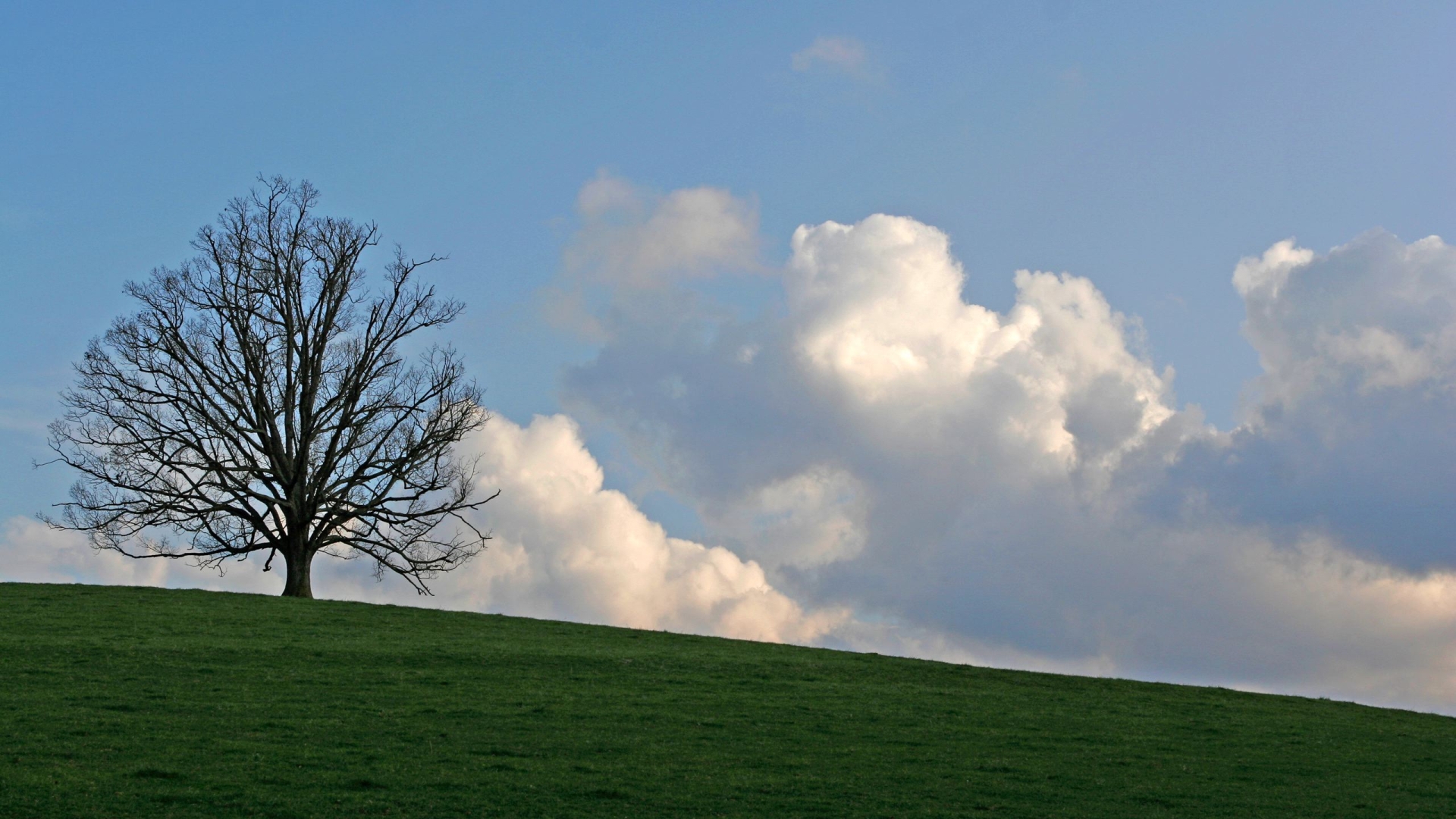 Wallpapers tree clouds grass on the desktop