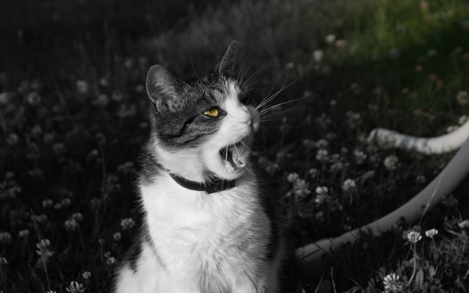 Wallpapers cat yawn photo on the desktop