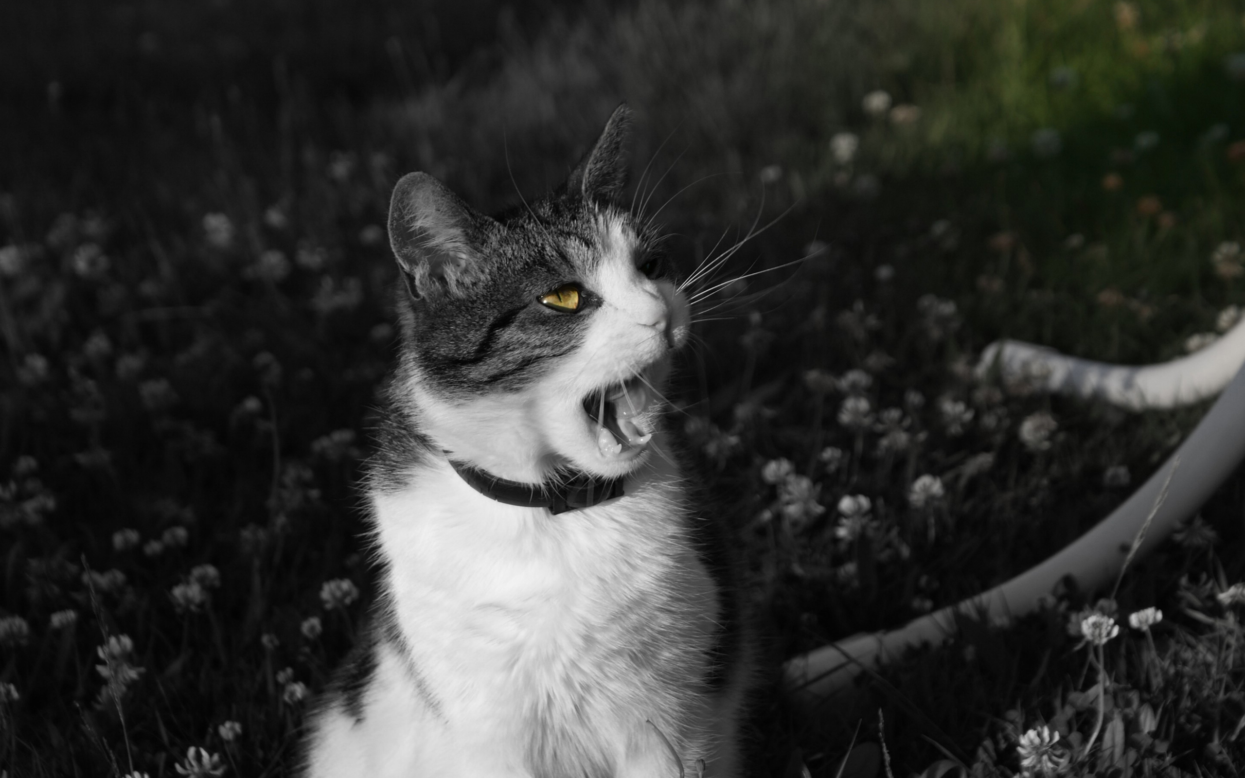 Фото бесплатно кот, зевает, фото
