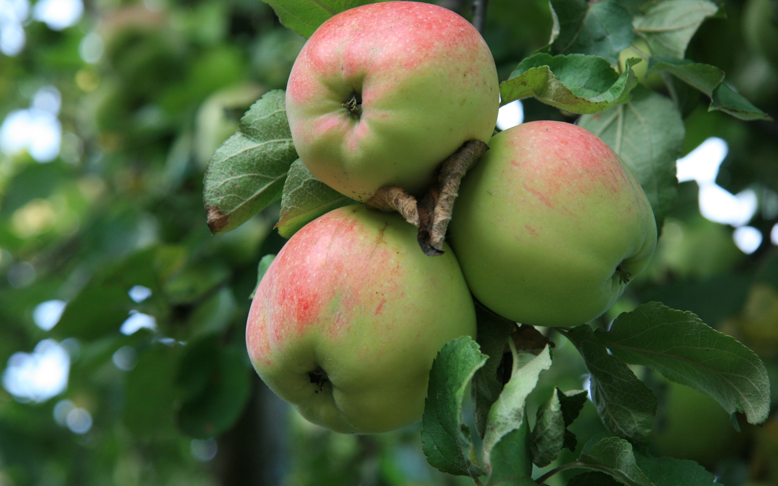 Обои фрукты яблоки яблоня на рабочий стол