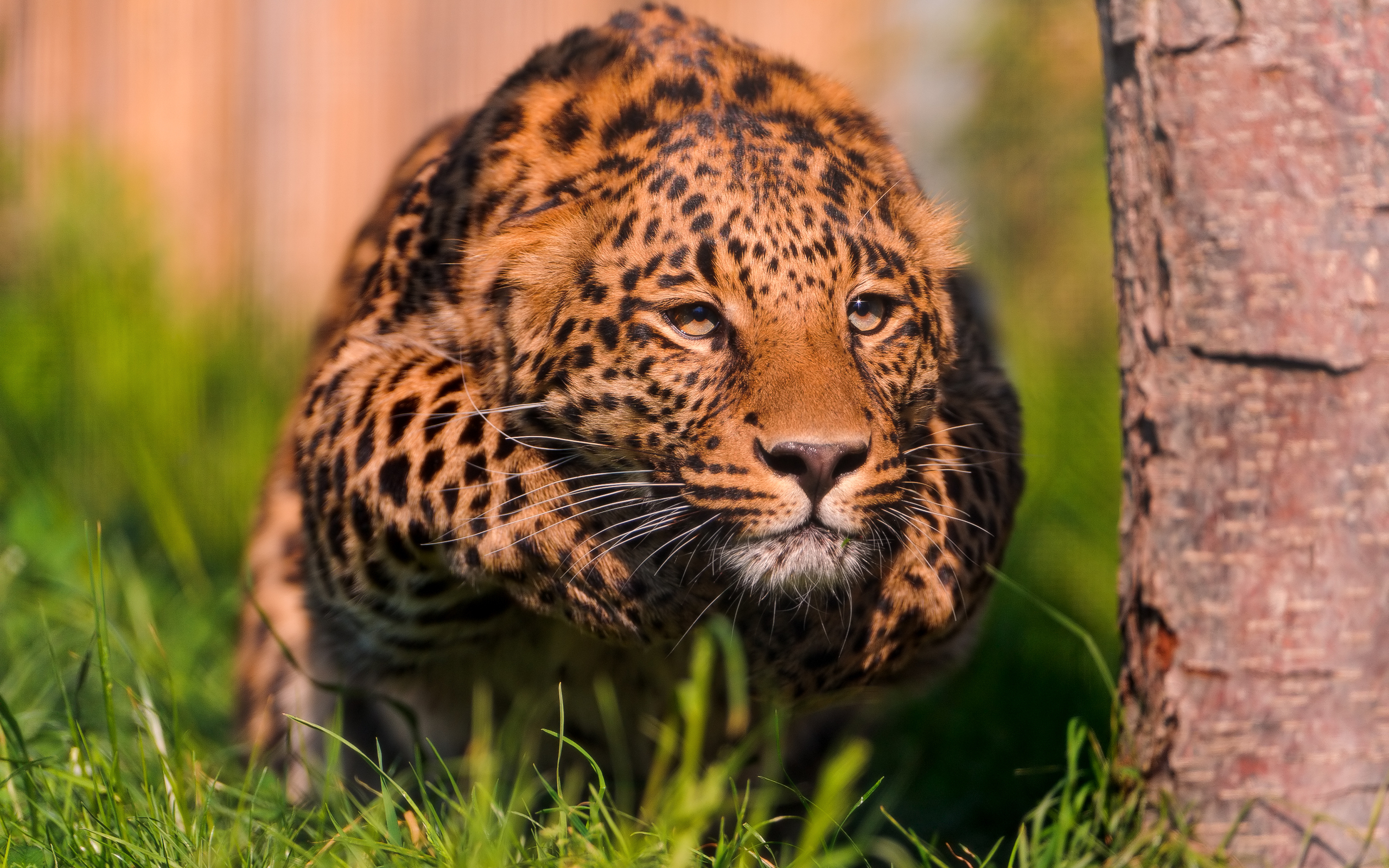 Photo free leopard, hiding, readiness