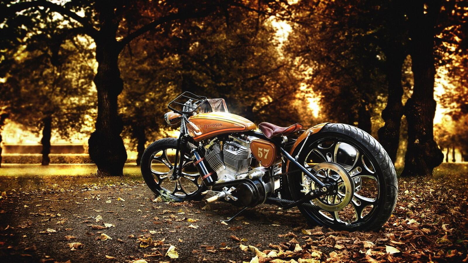 Wallpapers yellow-brown harley-davidson autumn leaves trees on the desktop