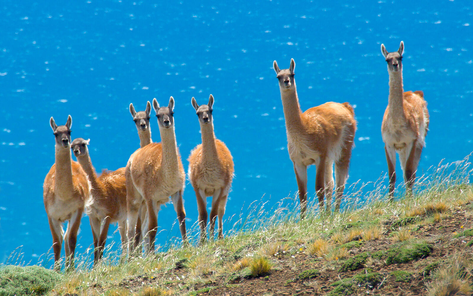 Wallpapers llama flock family on the desktop