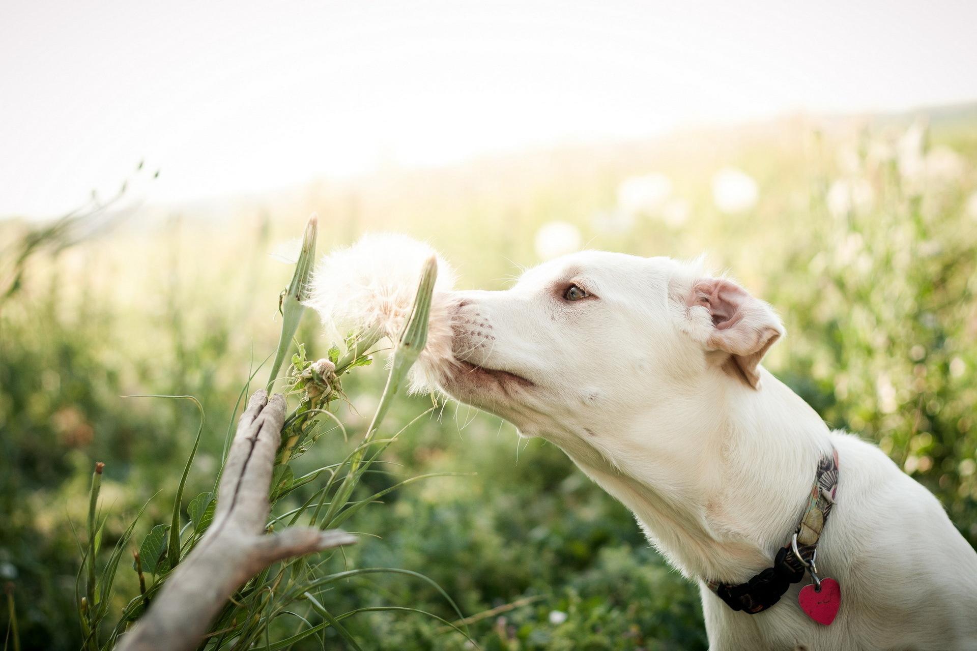 Фото бесплатно лето, собака, цветок