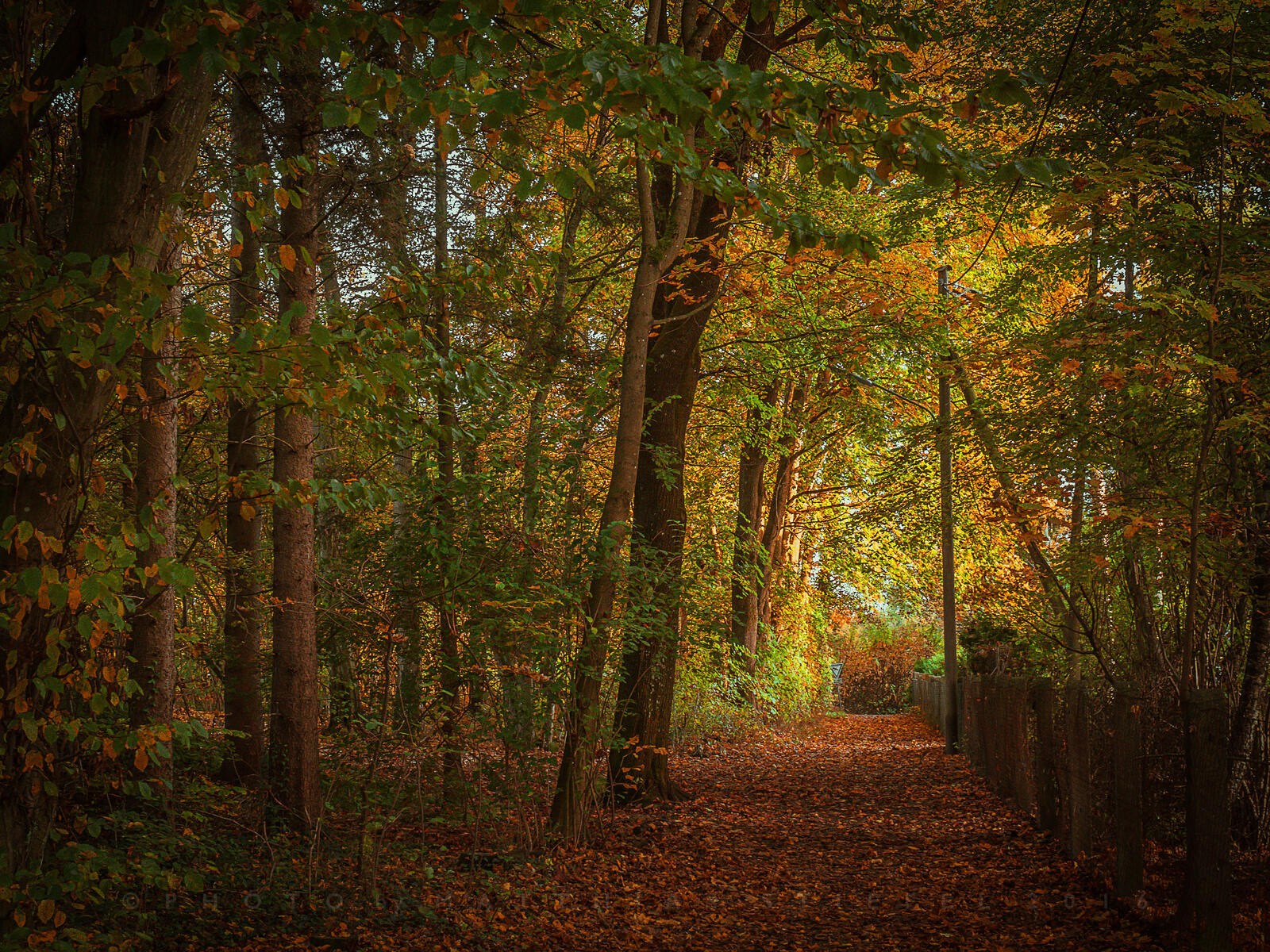 Wallpapers forest path trees forest on the desktop