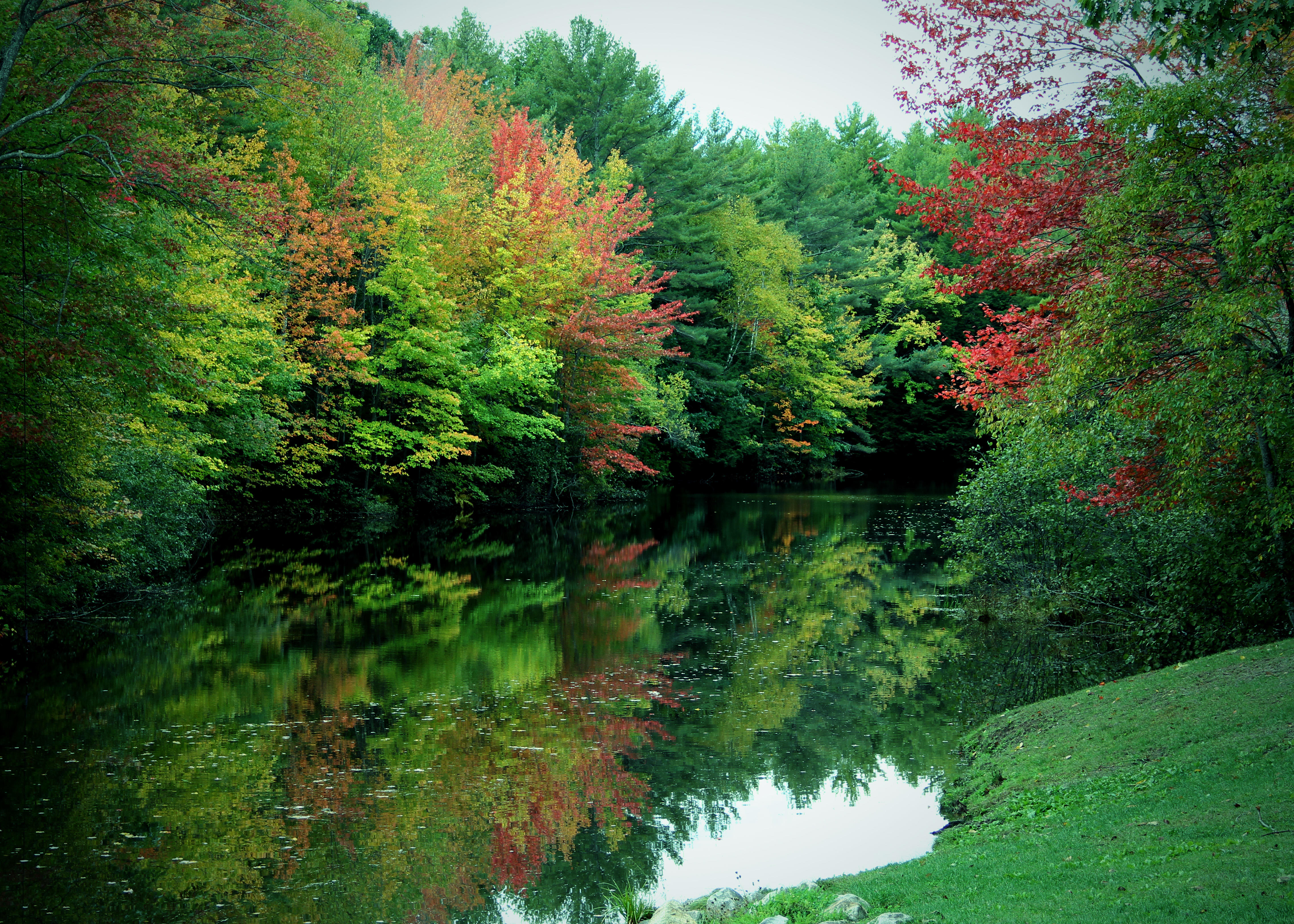 Фото леса слева оранжевые деревья речка