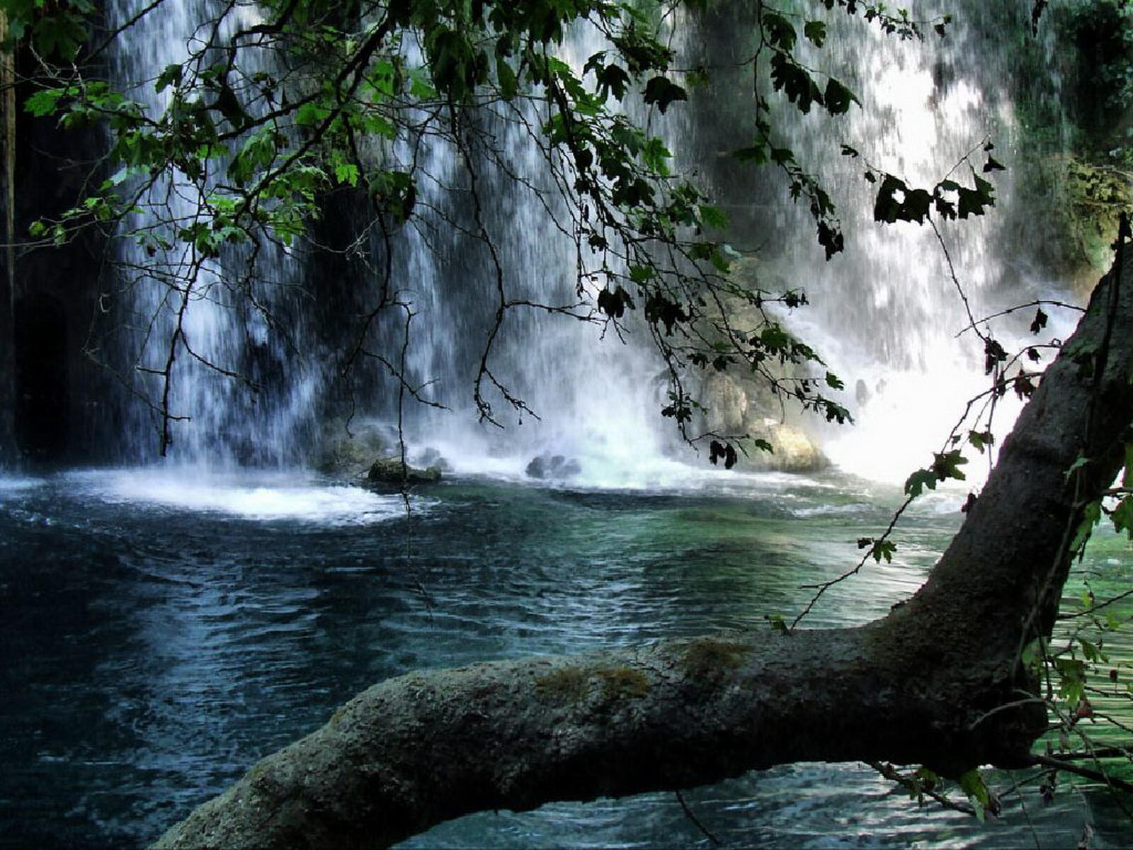 Wallpapers nature tree river on the desktop