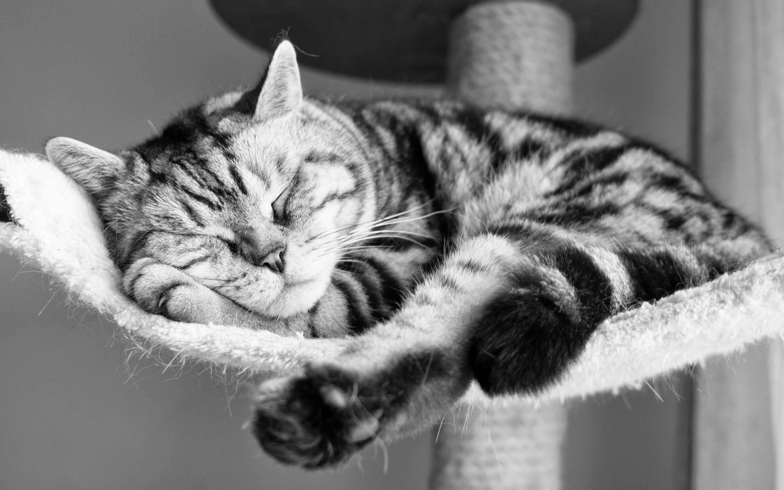 Wallpapers sleeping cat paws ears on the desktop