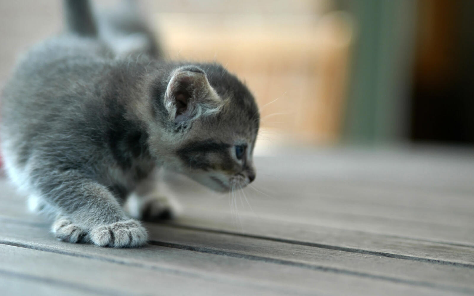 Маленький серый котенок