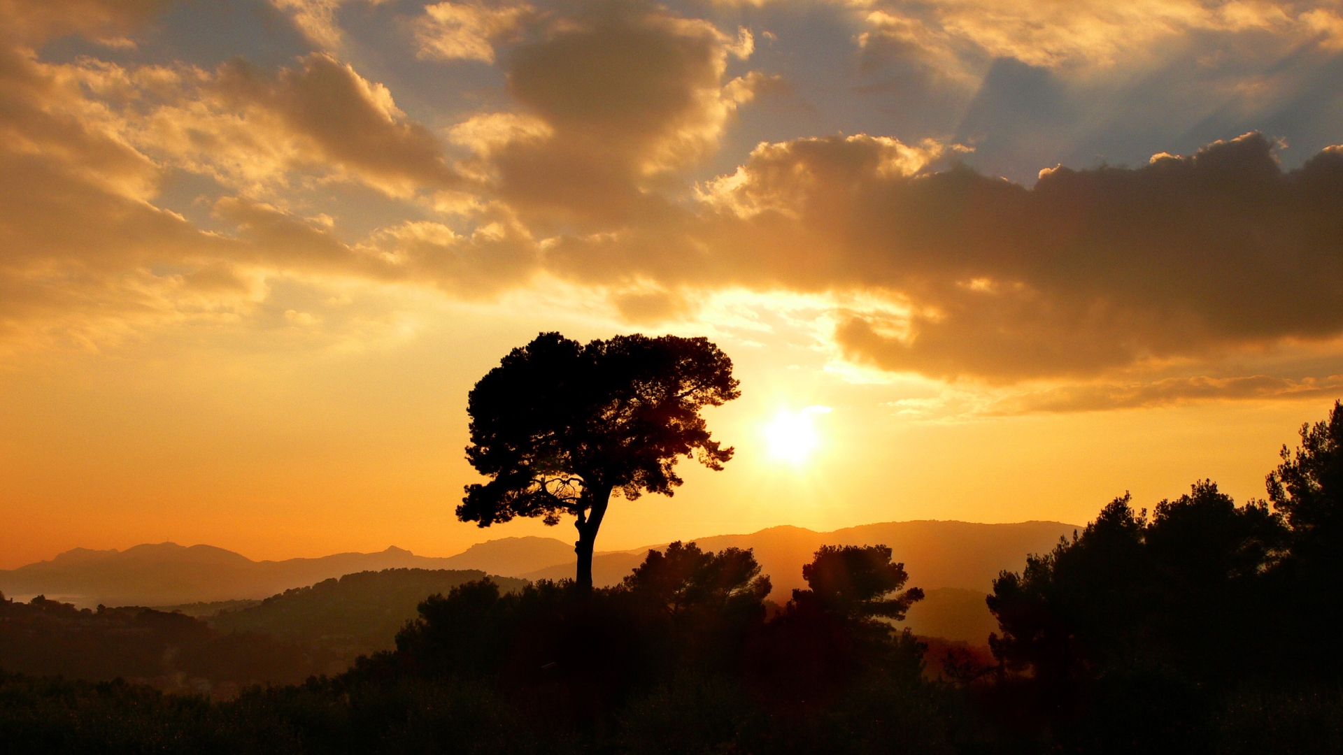 Фото бесплатно дерево, солнце, лучи