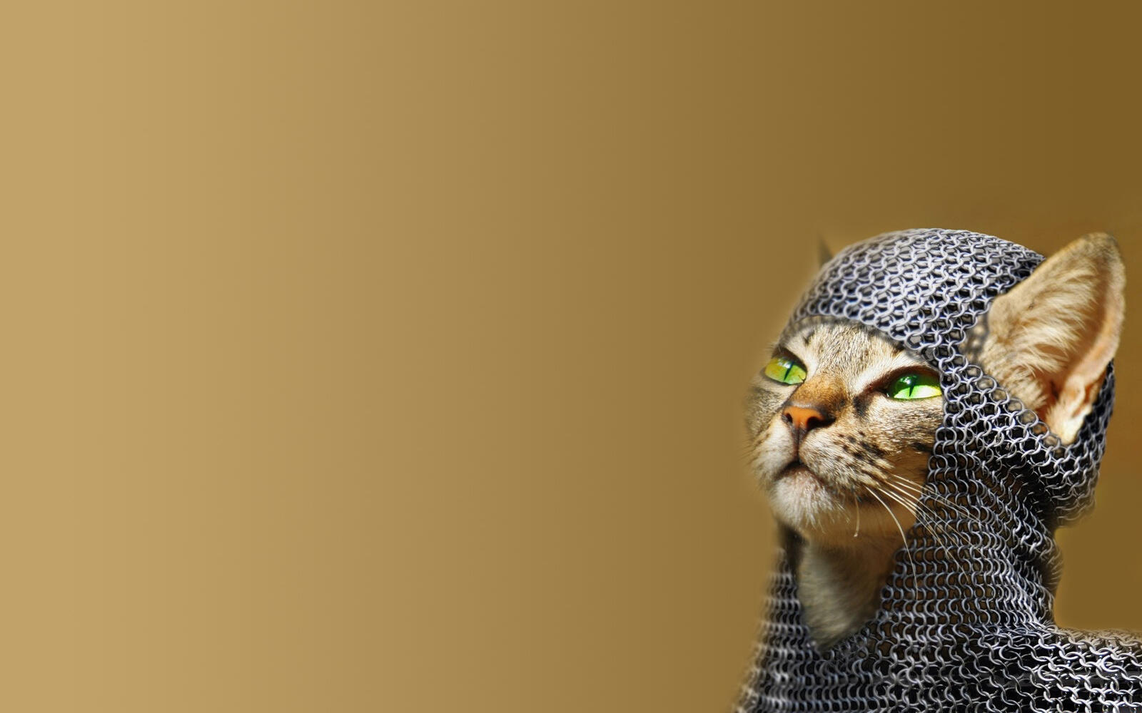 Wallpapers cat knight armor on the desktop