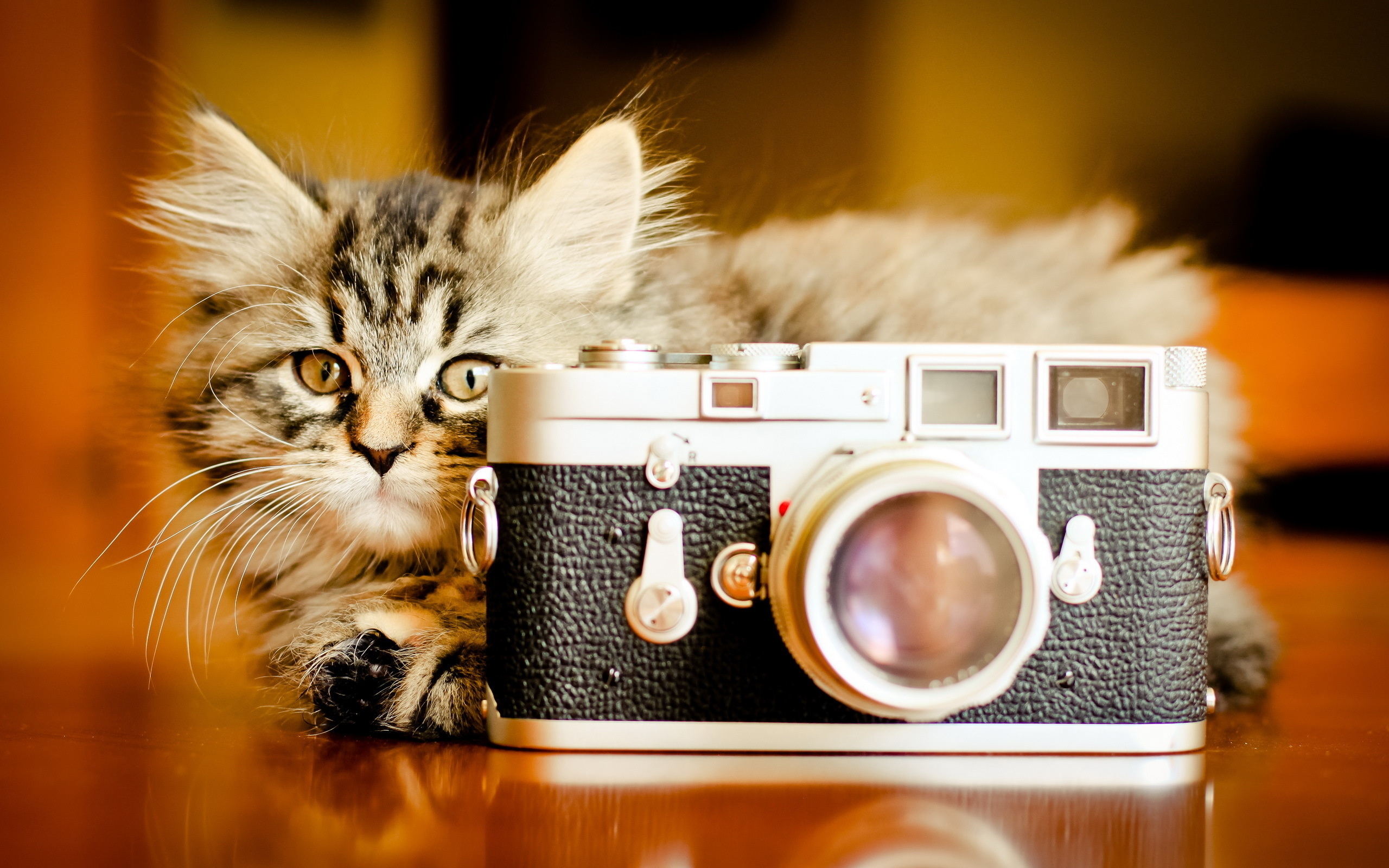 桌面上的壁纸小猫 猫 照相机