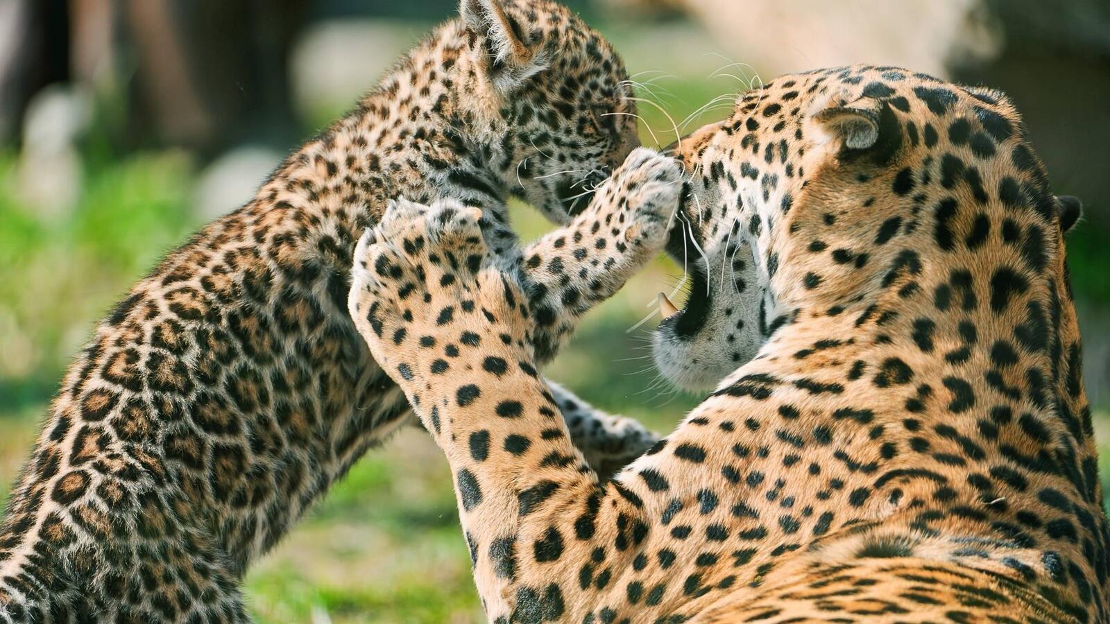 Wallpapers leopards kitten muzzle on the desktop