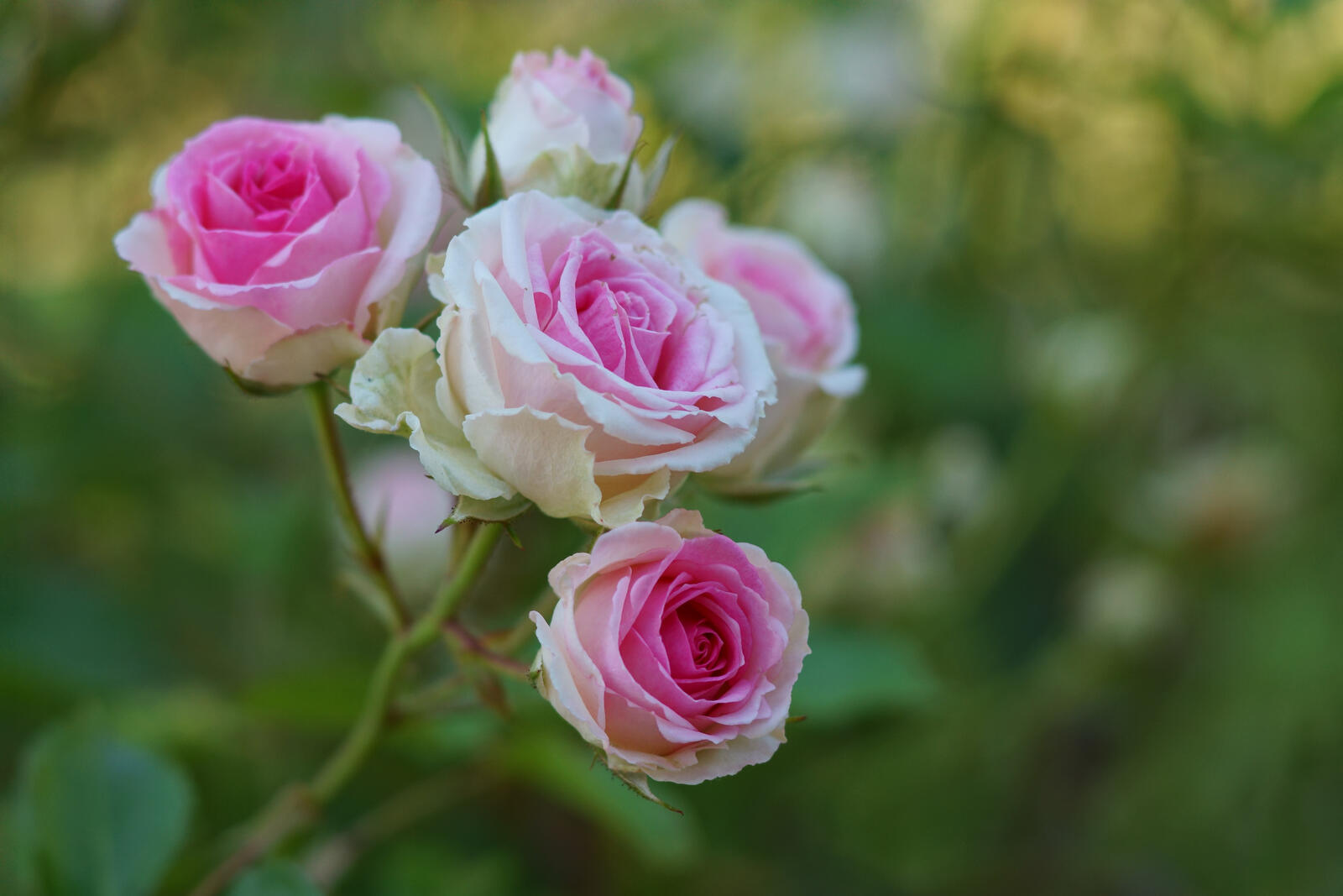 Обои цветок розовые розы маленькие розы на рабочий стол