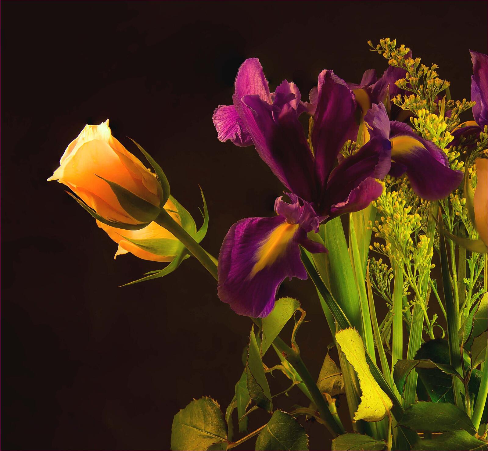 Wallpapers roses iris flowers on the desktop