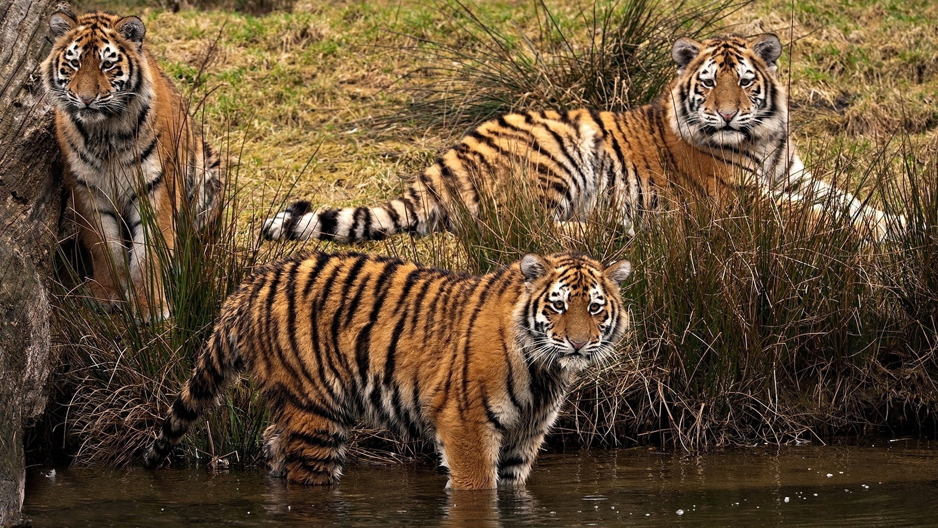 Wallpapers tigers striped predators on the desktop