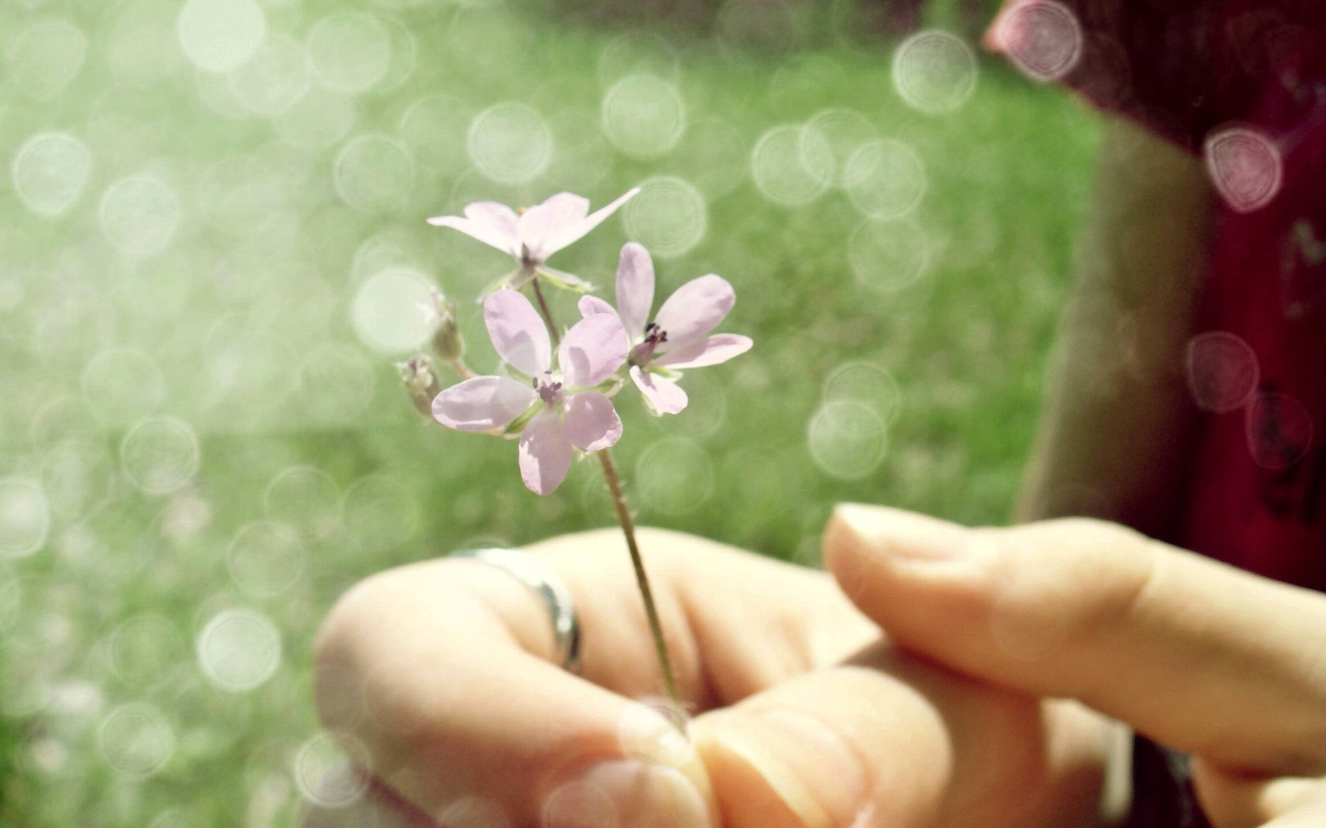 Фото бесплатно цветок, рука, пальцы