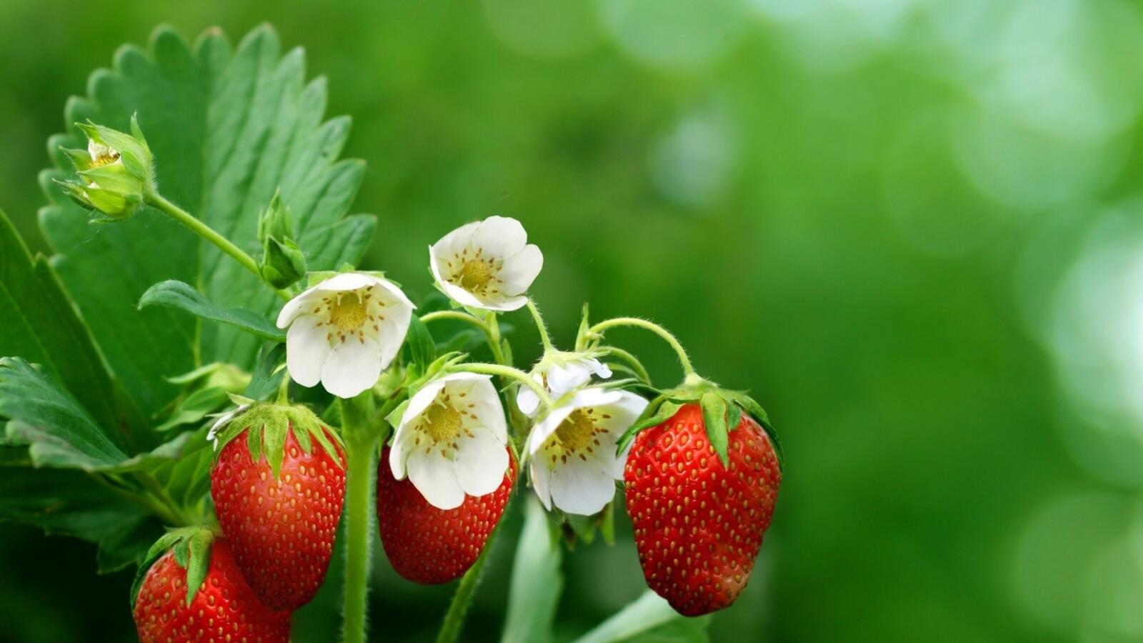 Wallpapers strawberry flowers buds on the desktop