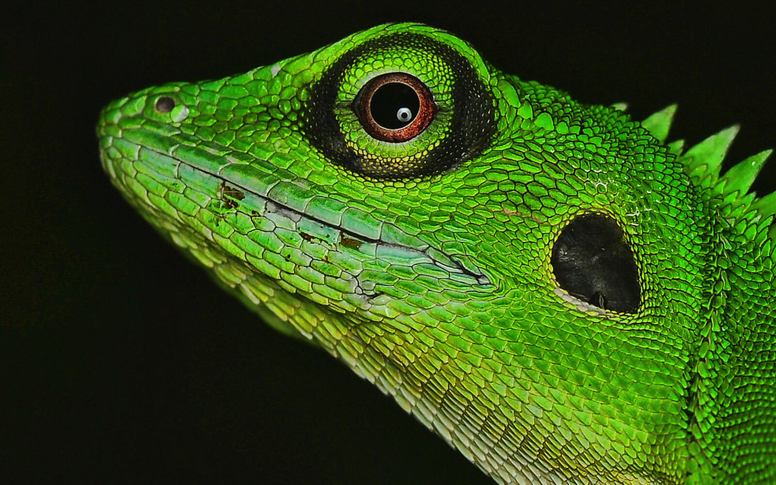 Wallpapers iguana lizard green on the desktop