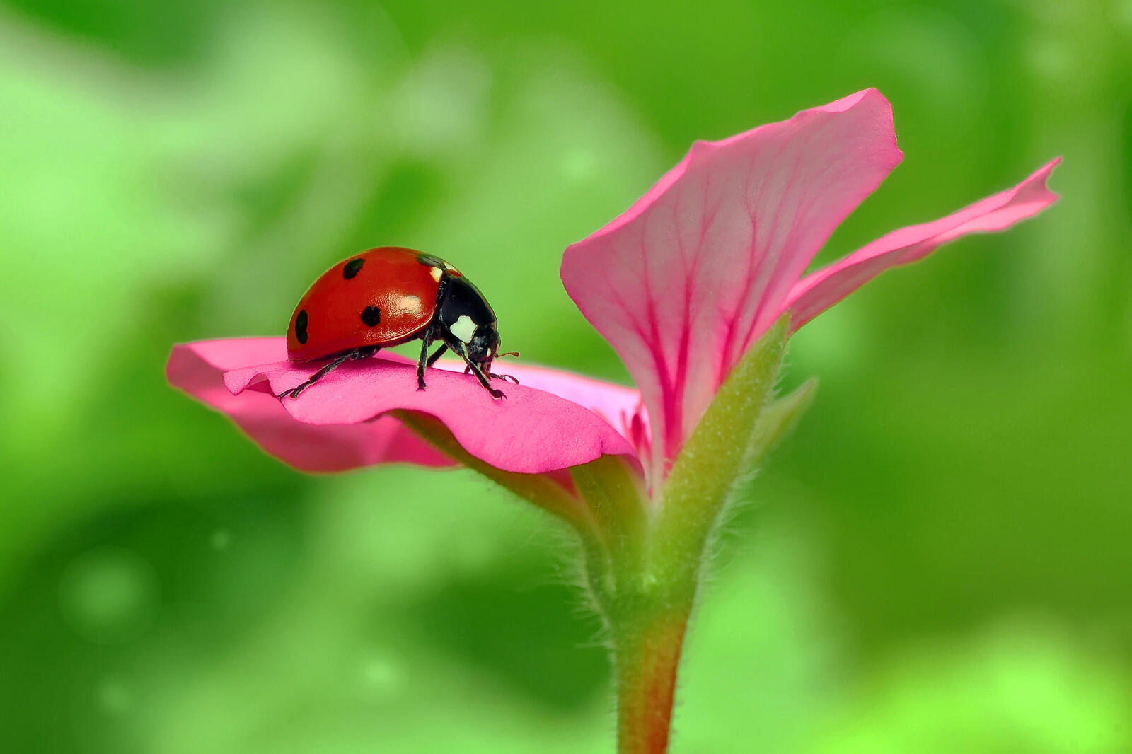 Wallpapers flower ladybug macro on the desktop
