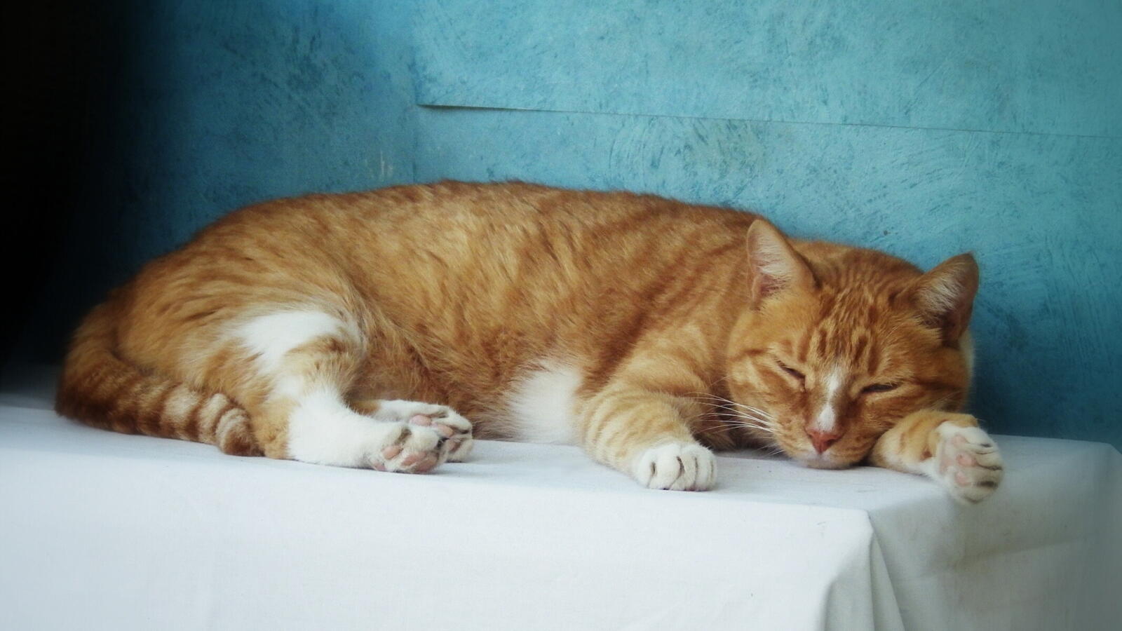 桌面上的壁纸姜猫 桌 梦见