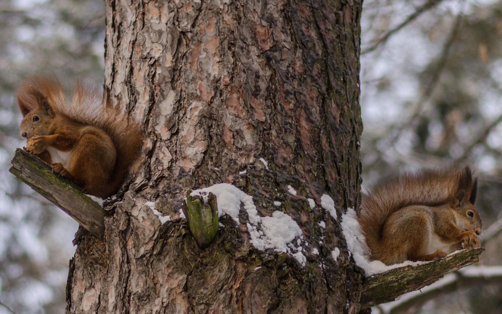 Wallpapers winter squirrels muzzles on the desktop
