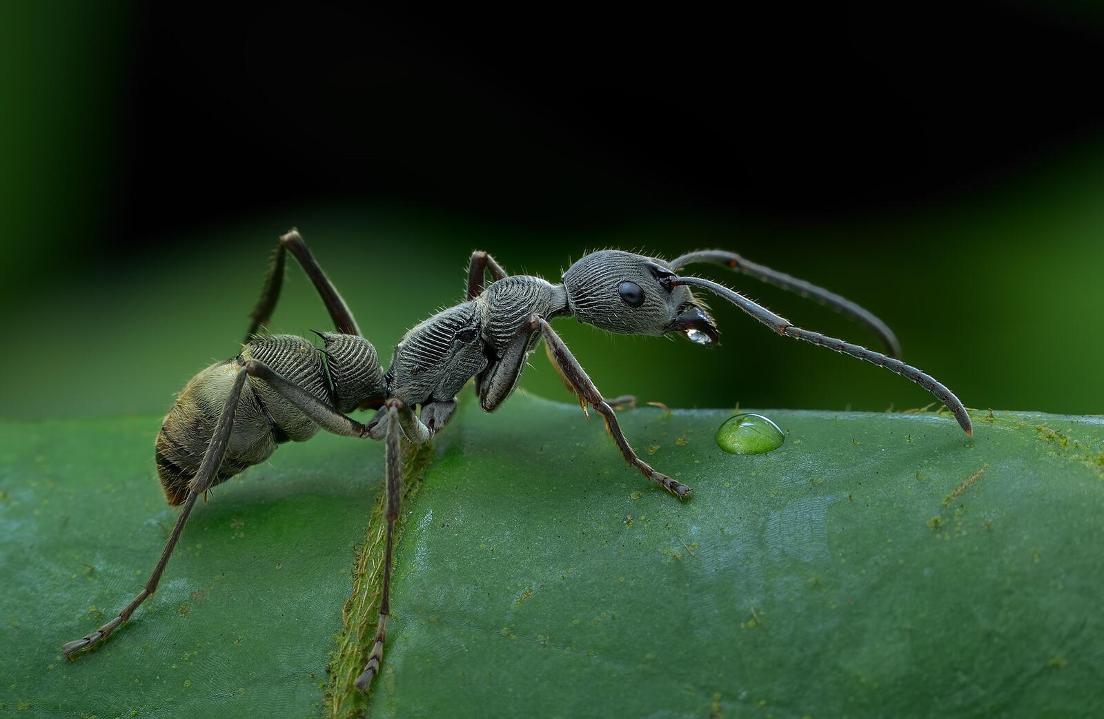Обои муравей крупным планом насекомое на рабочий стол