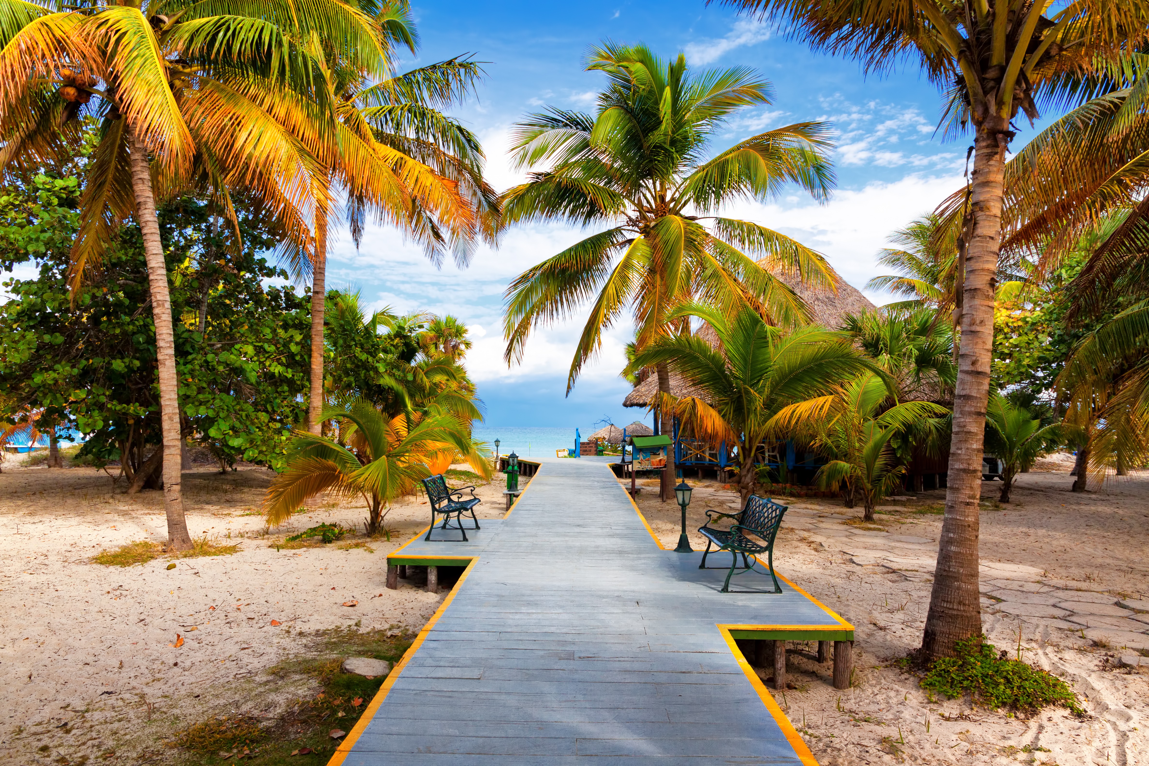 Фото бесплатно пальмы, платформа, скамейки
