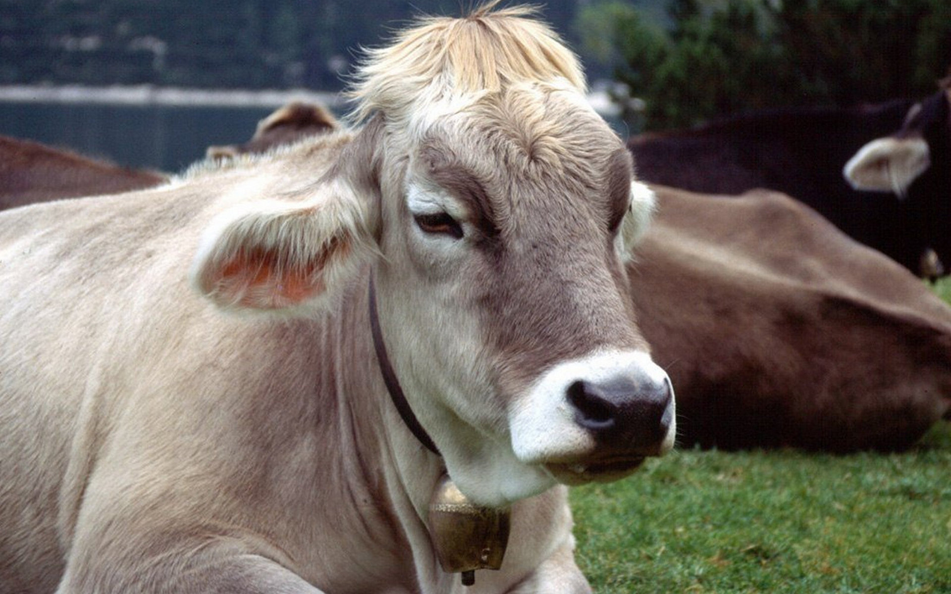 Обои коровы морда уши на рабочий стол
