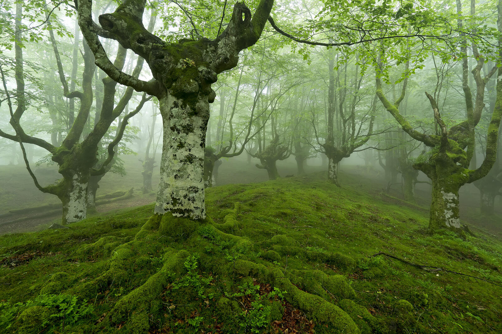 Обои туман в лесу природа плохая видимость на рабочий стол