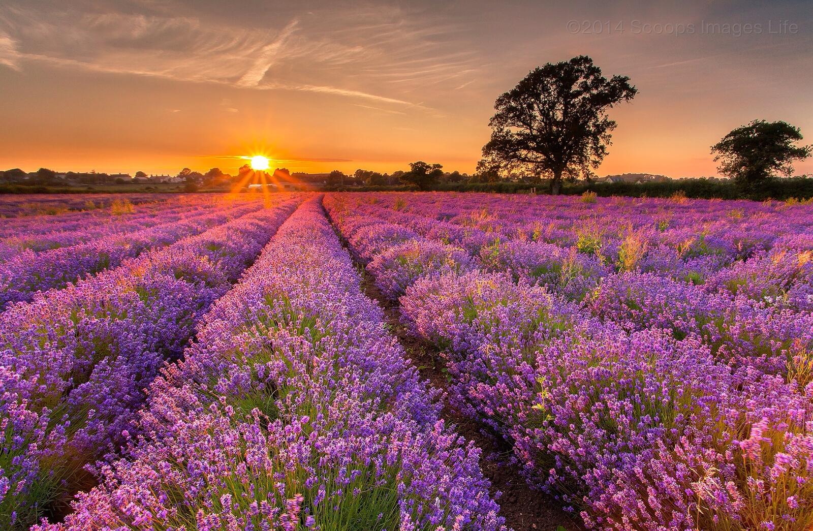 Wallpapers sunset field lavender on the desktop