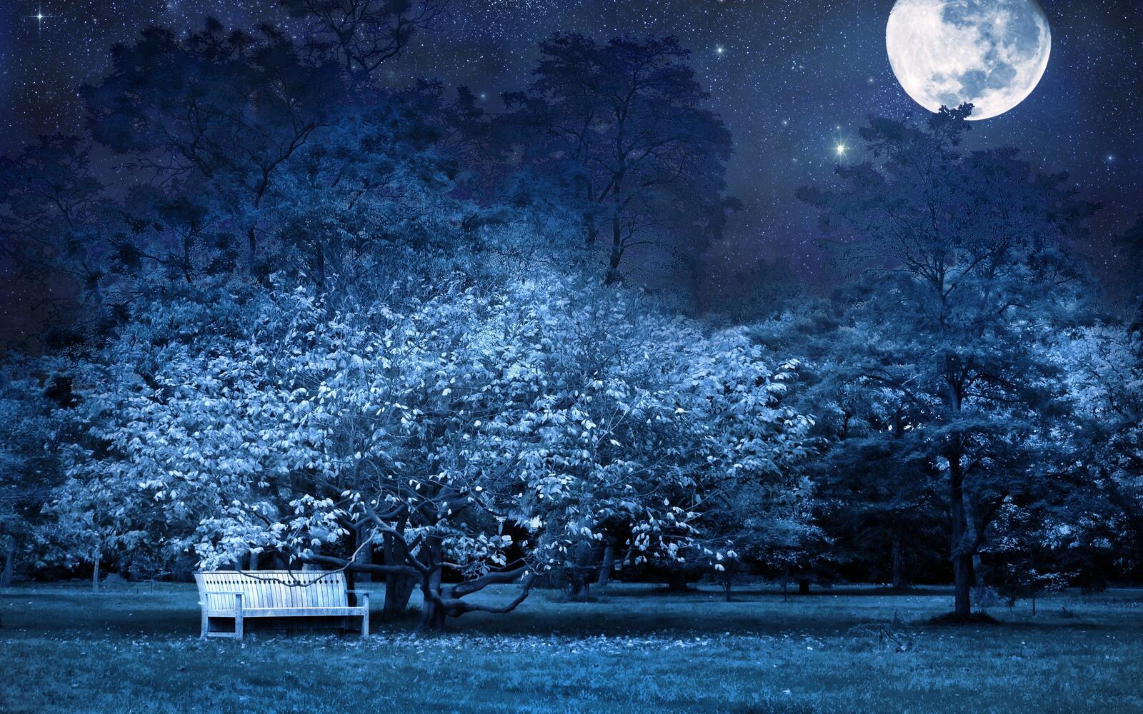 Обои ночной парк скамейка дерево на рабочий стол