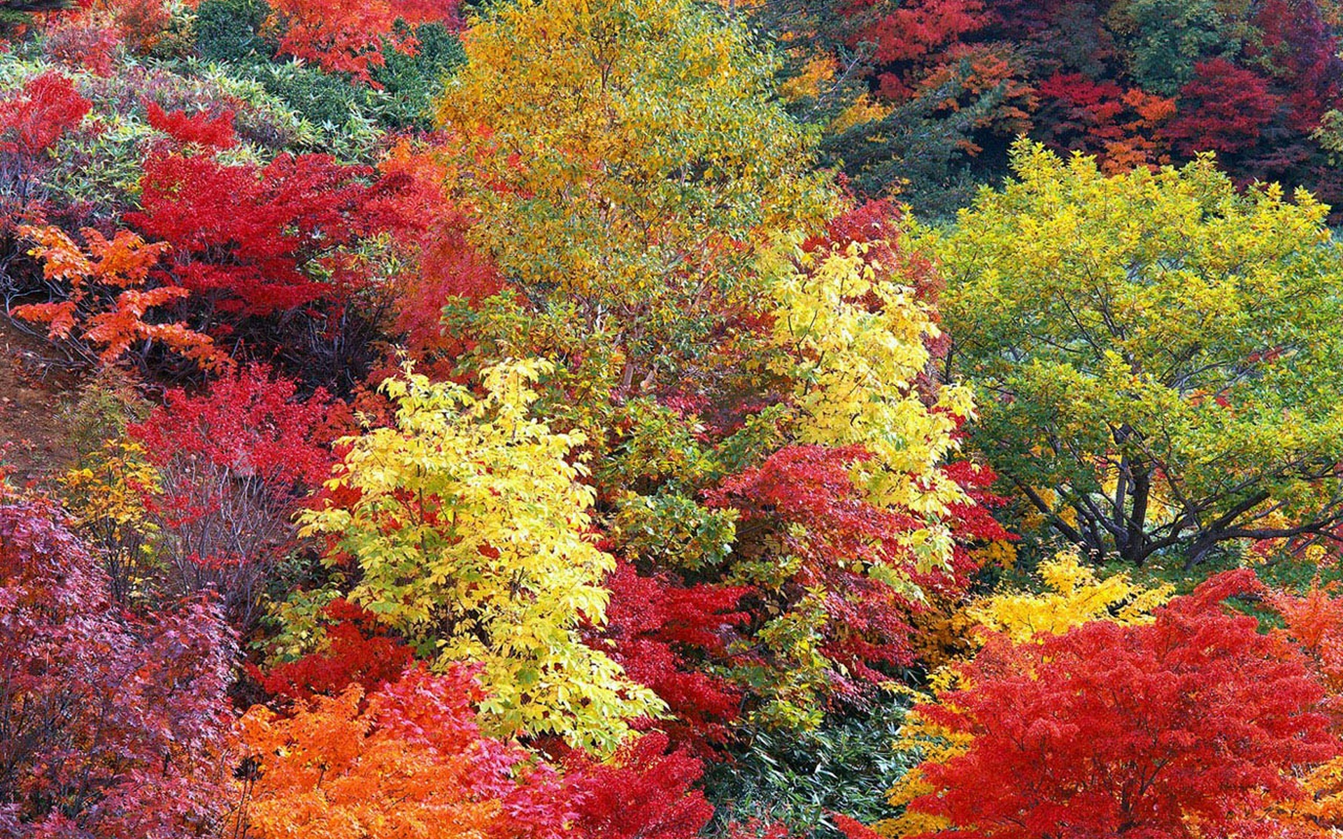 Цвет деревья осенью. Осенний лес лиловый золотой багряный. Осеннее дерево. Разноцветная осень. Яркие краски осени.