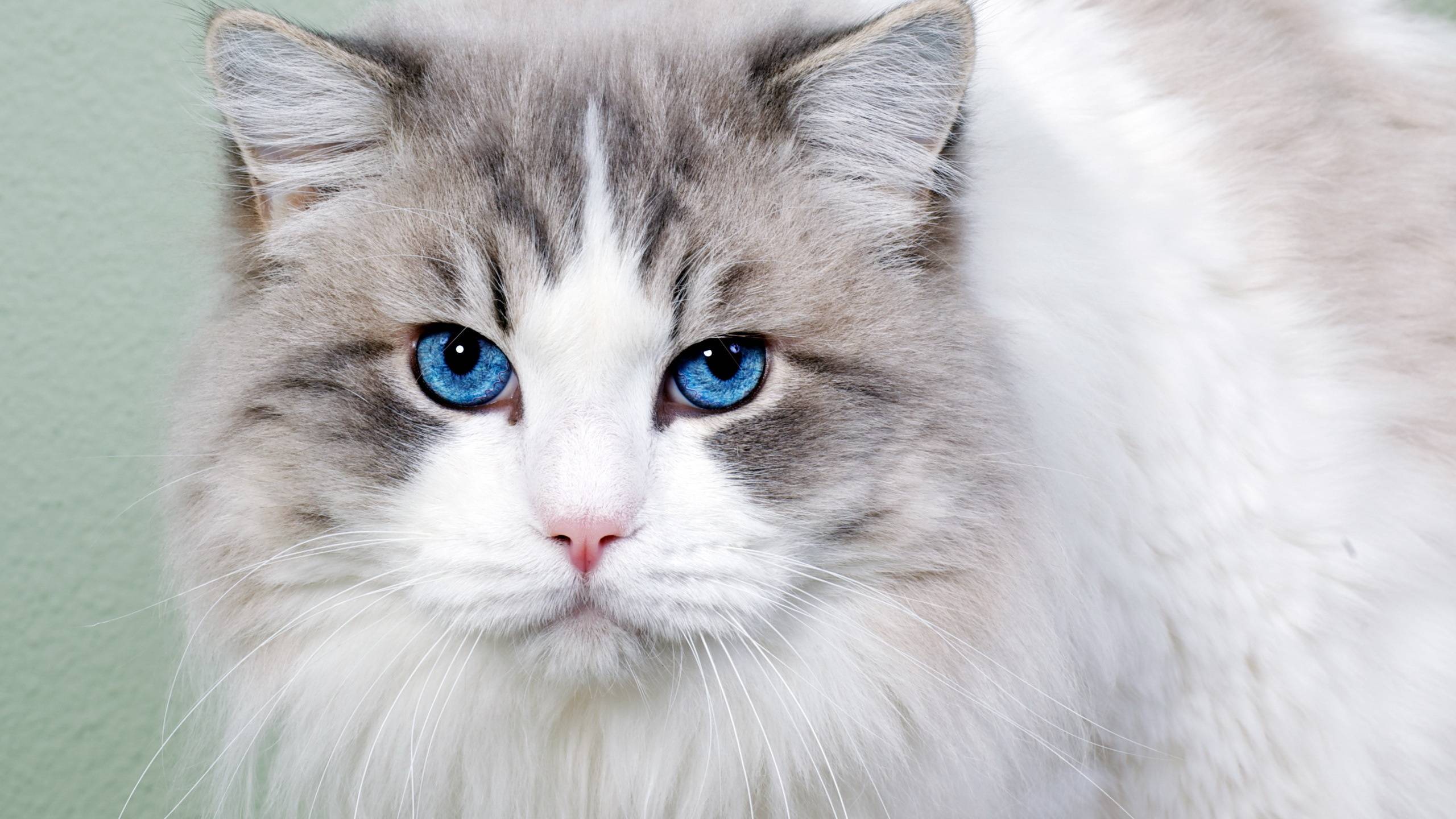 Wallpapers cat blue eyes wool on the desktop