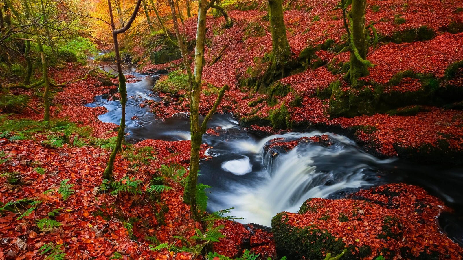 Wallpapers creek fallen leaves autumn on the desktop