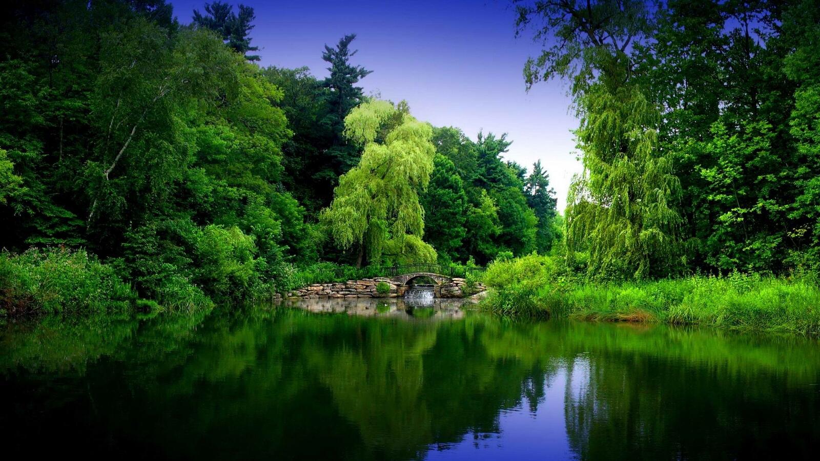 Wallpapers lake forest greenery on the desktop