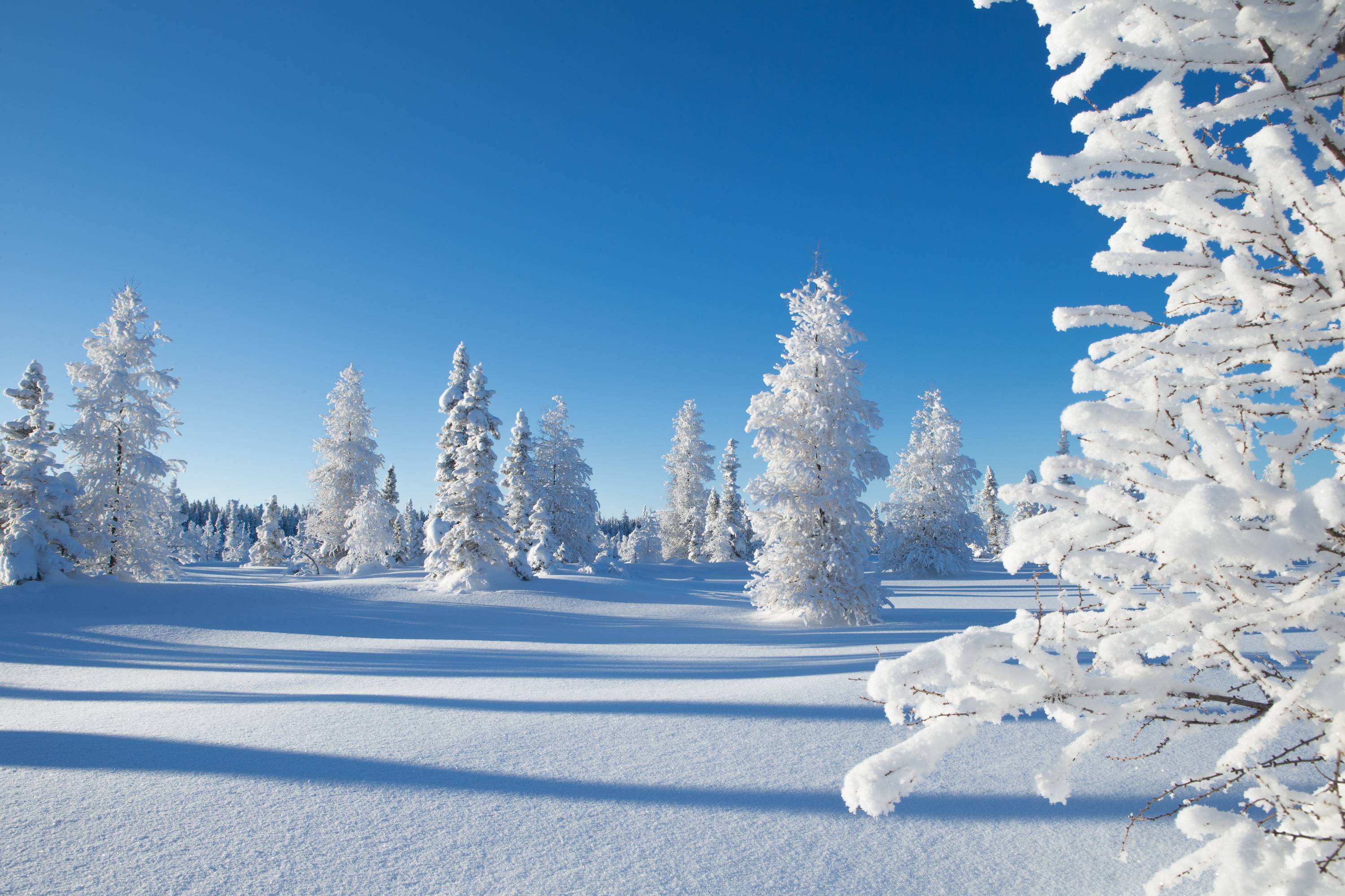 Обои снежный елки сугробы зима на рабочий стол