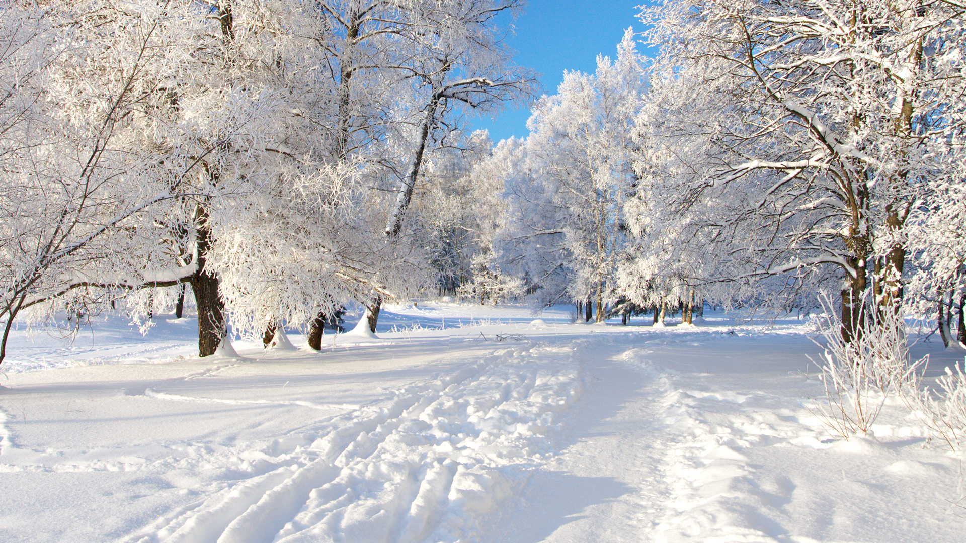 Фото бесплатно сугробы, мороз, деревья