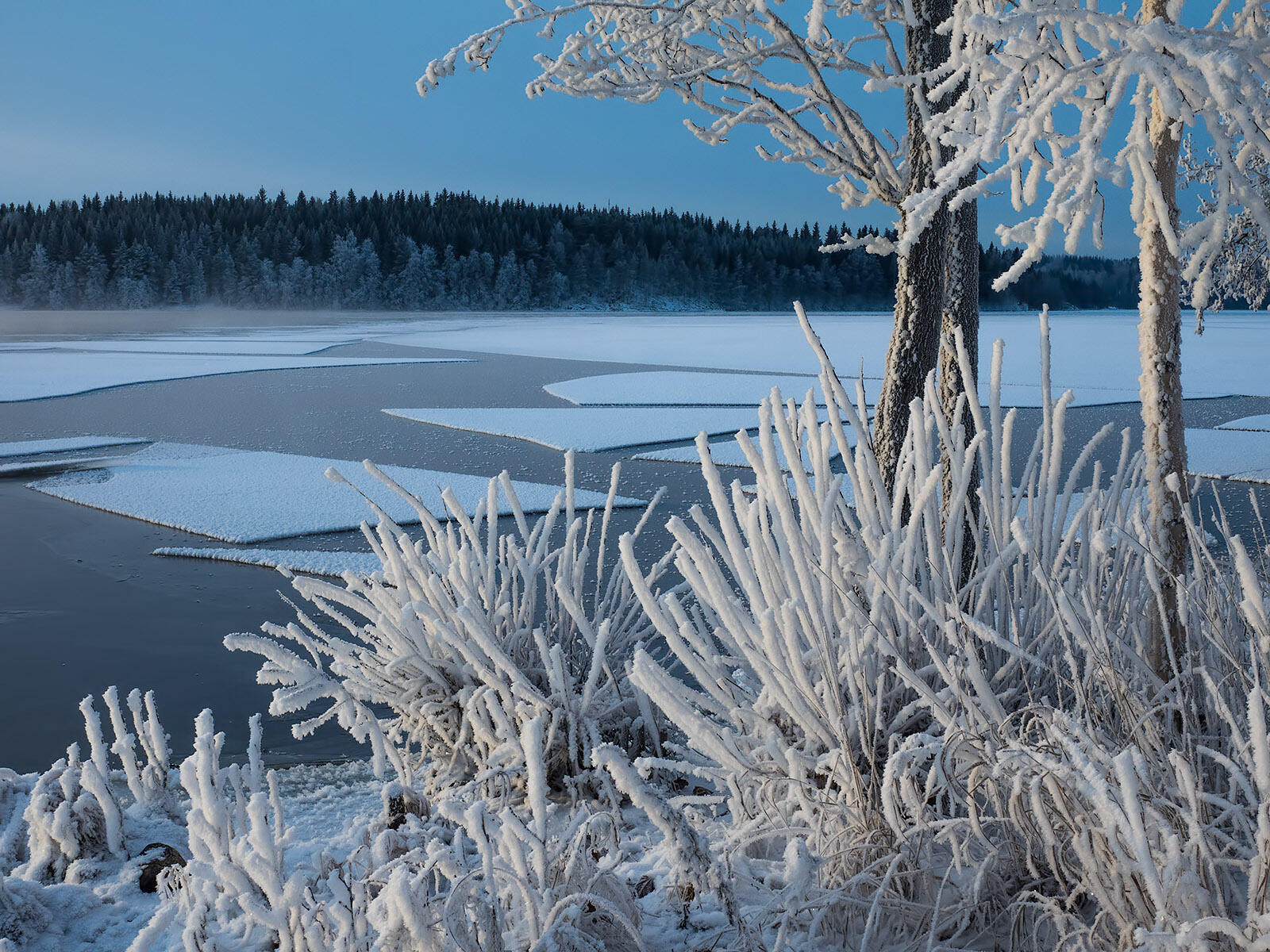 Wallpapers trees body of water Finland on the desktop