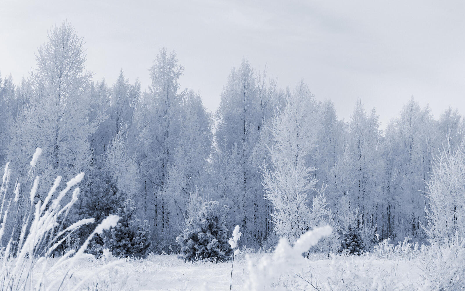Wallpapers forest snow hoarfrost on the desktop