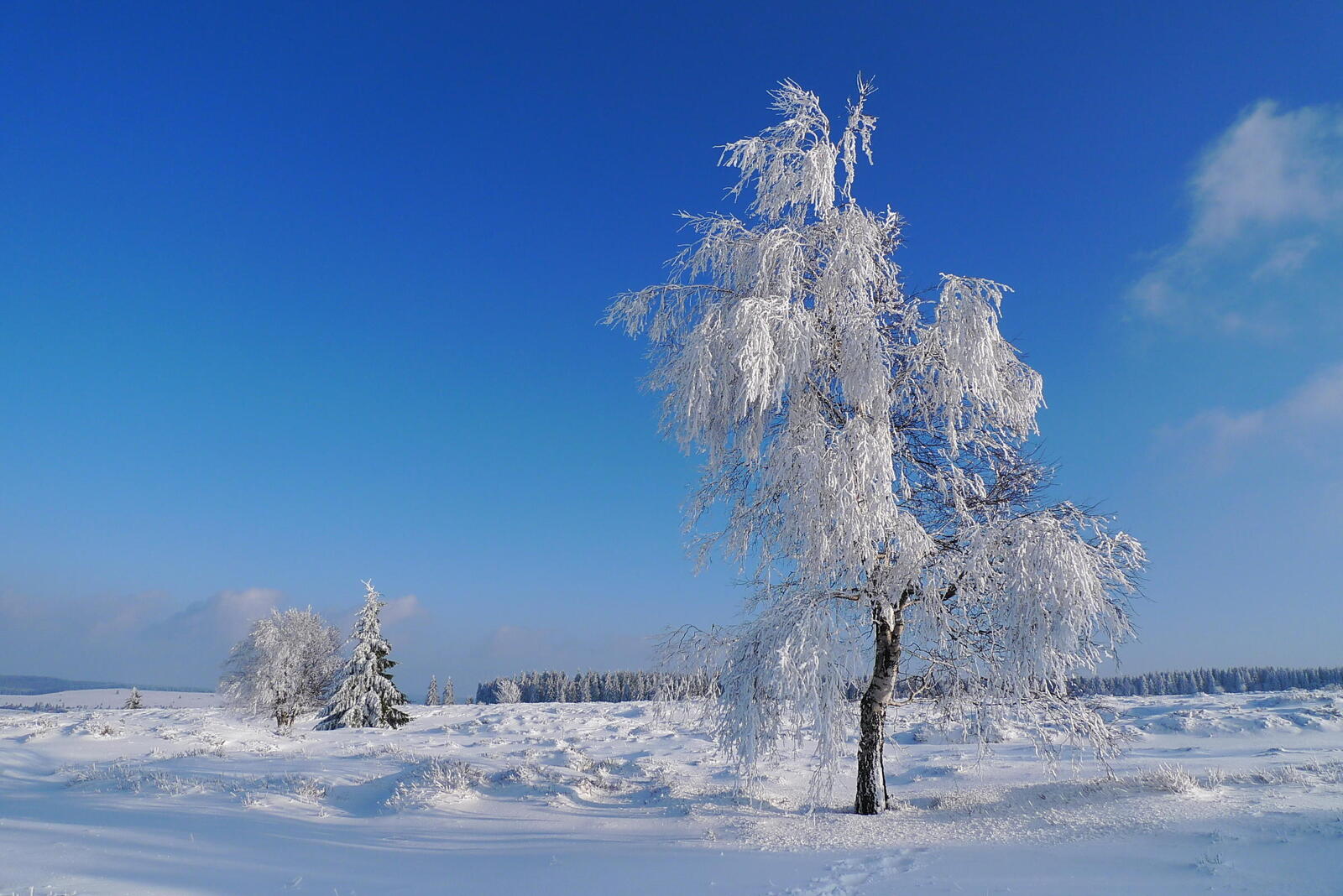 Обои ветки в снегу деревья пейзажи на рабочий стол