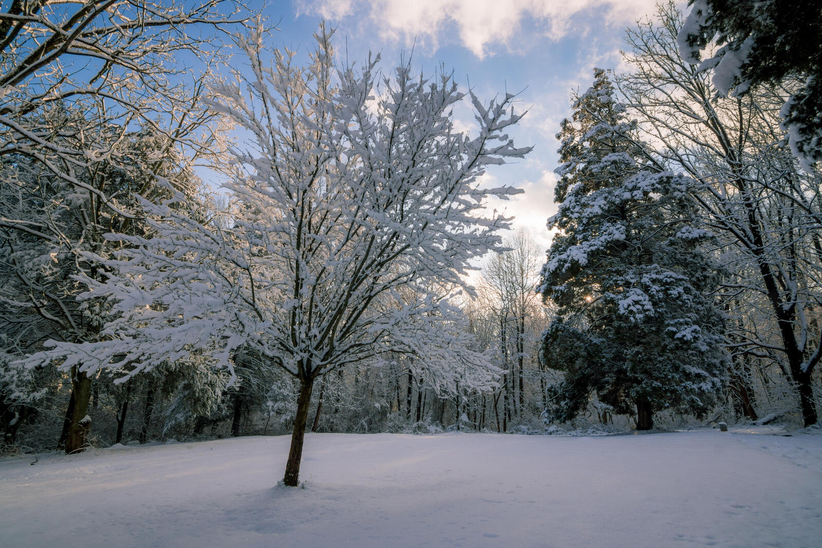 Бесплатное фото Обои зима, пейзаж на телефон высокого качества