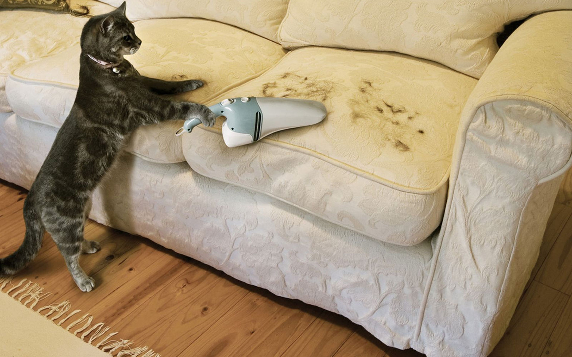 Wallpapers cat vacuum cleaner sofa on the desktop