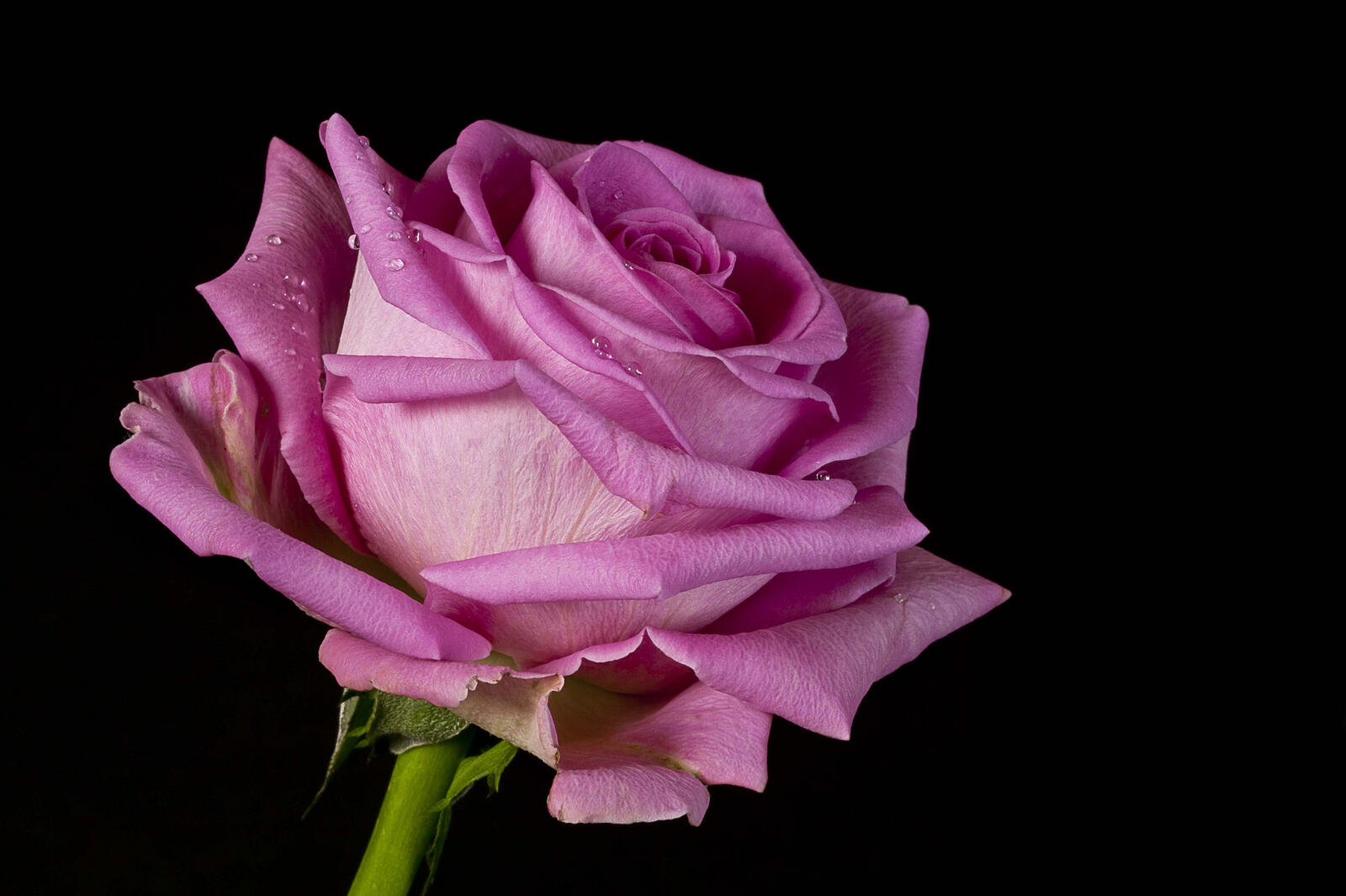 桌面上的壁纸粉红玫瑰 水滴 玫瑰