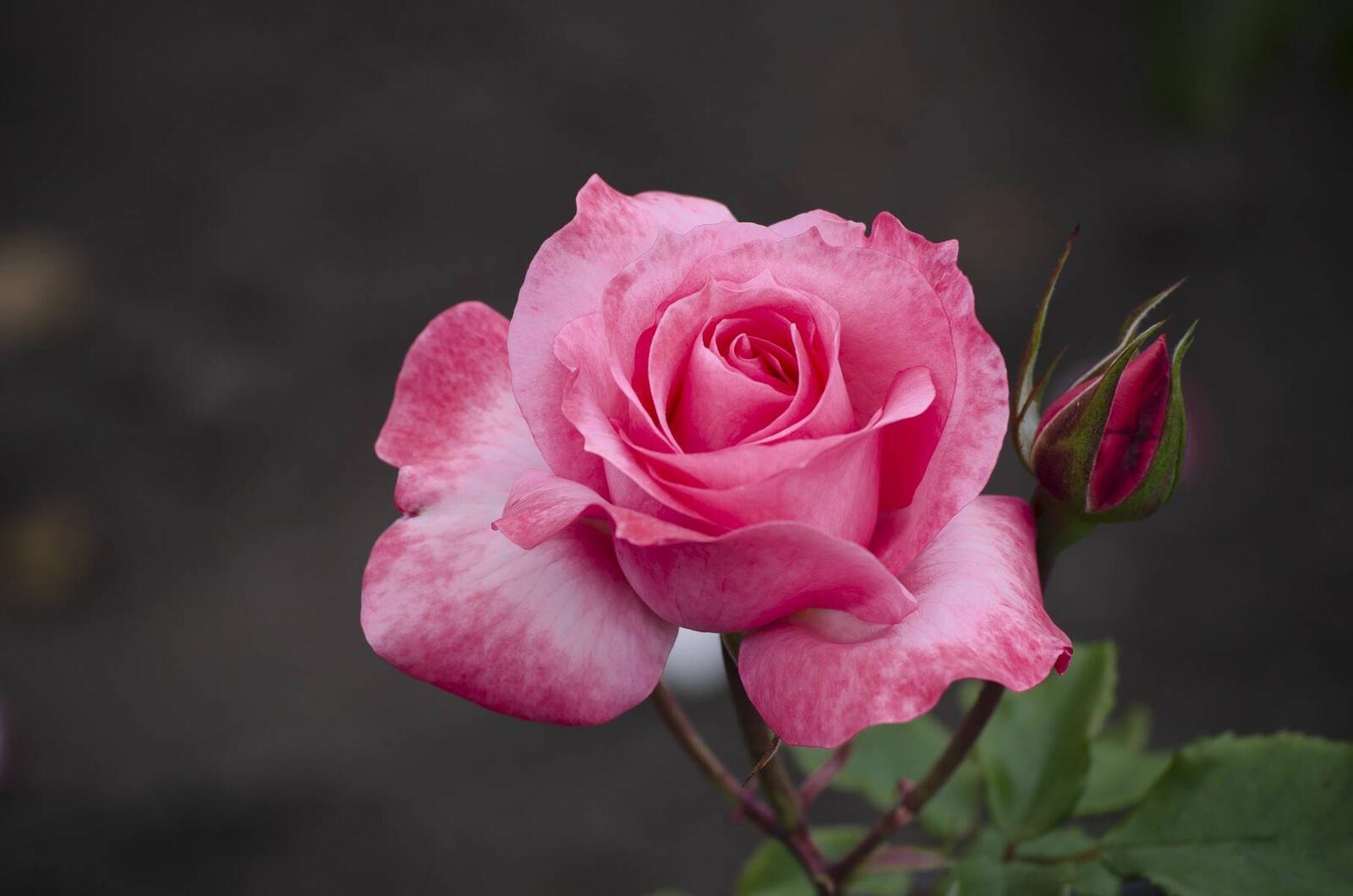 Обои розы розовая роза цветок на рабочий стол