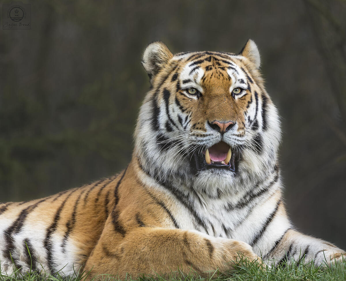 Predator photo gallery, a tiger