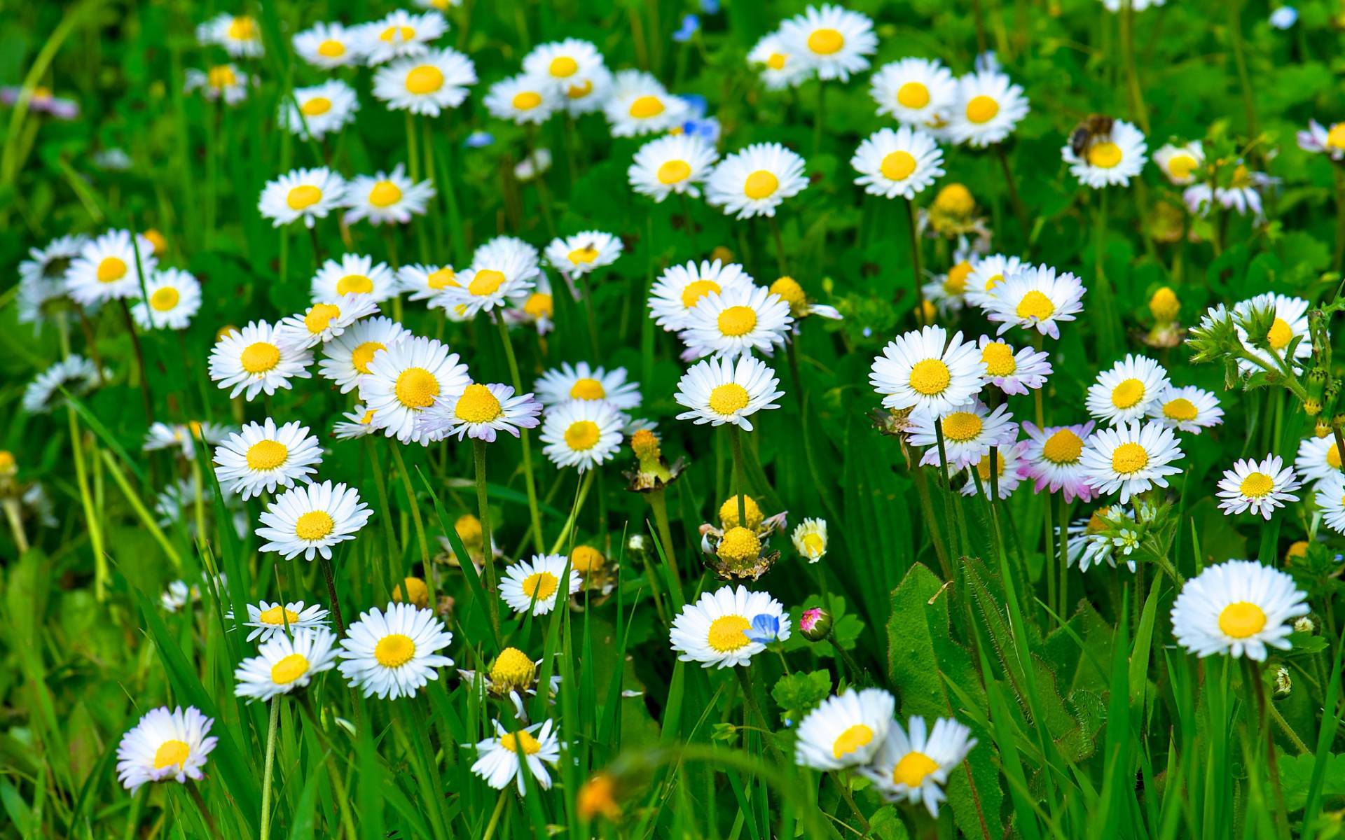 Wallpapers meadow of daisies a Bush chamomile on the desktop