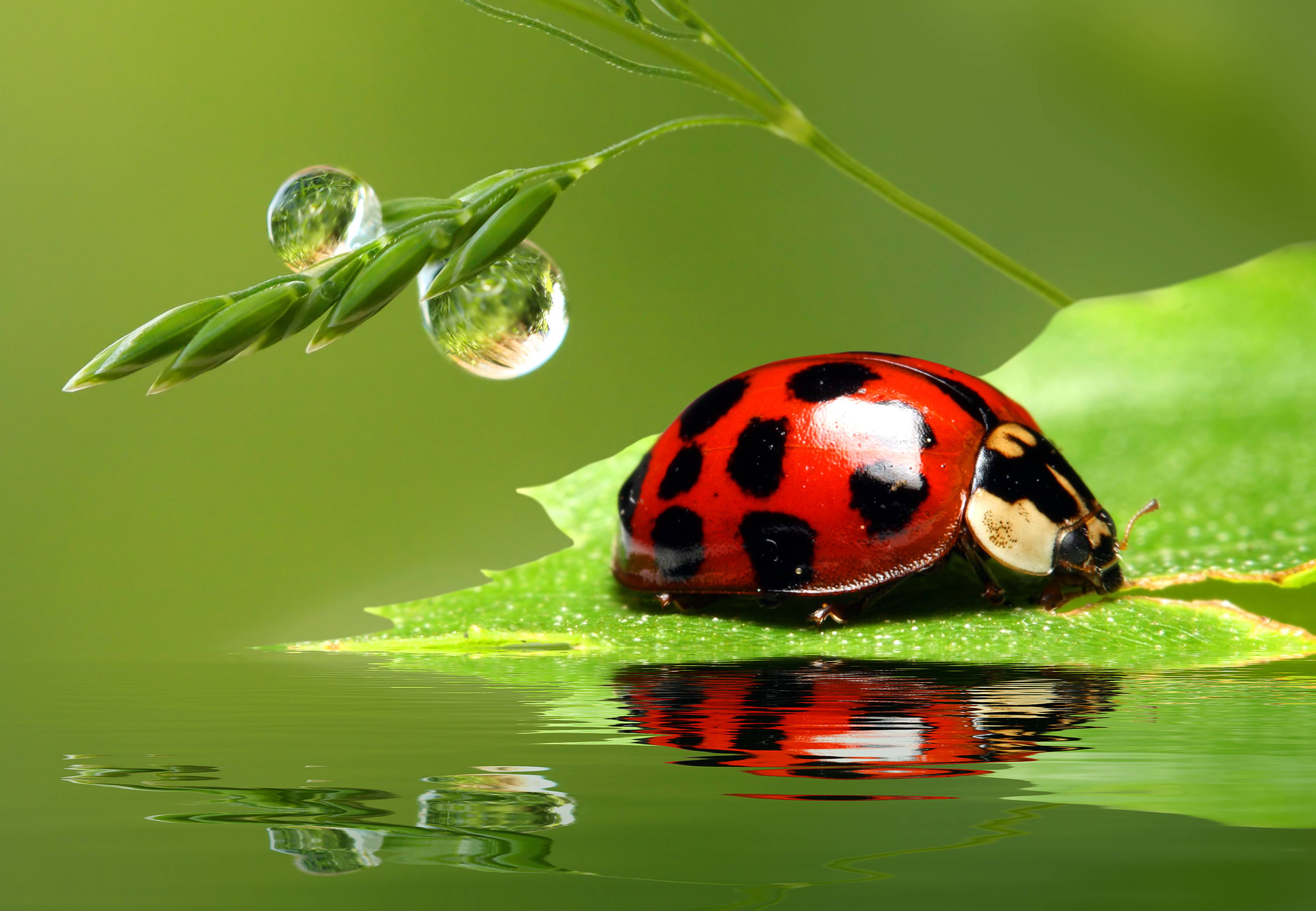 Wallpapers insects sun summer on the desktop